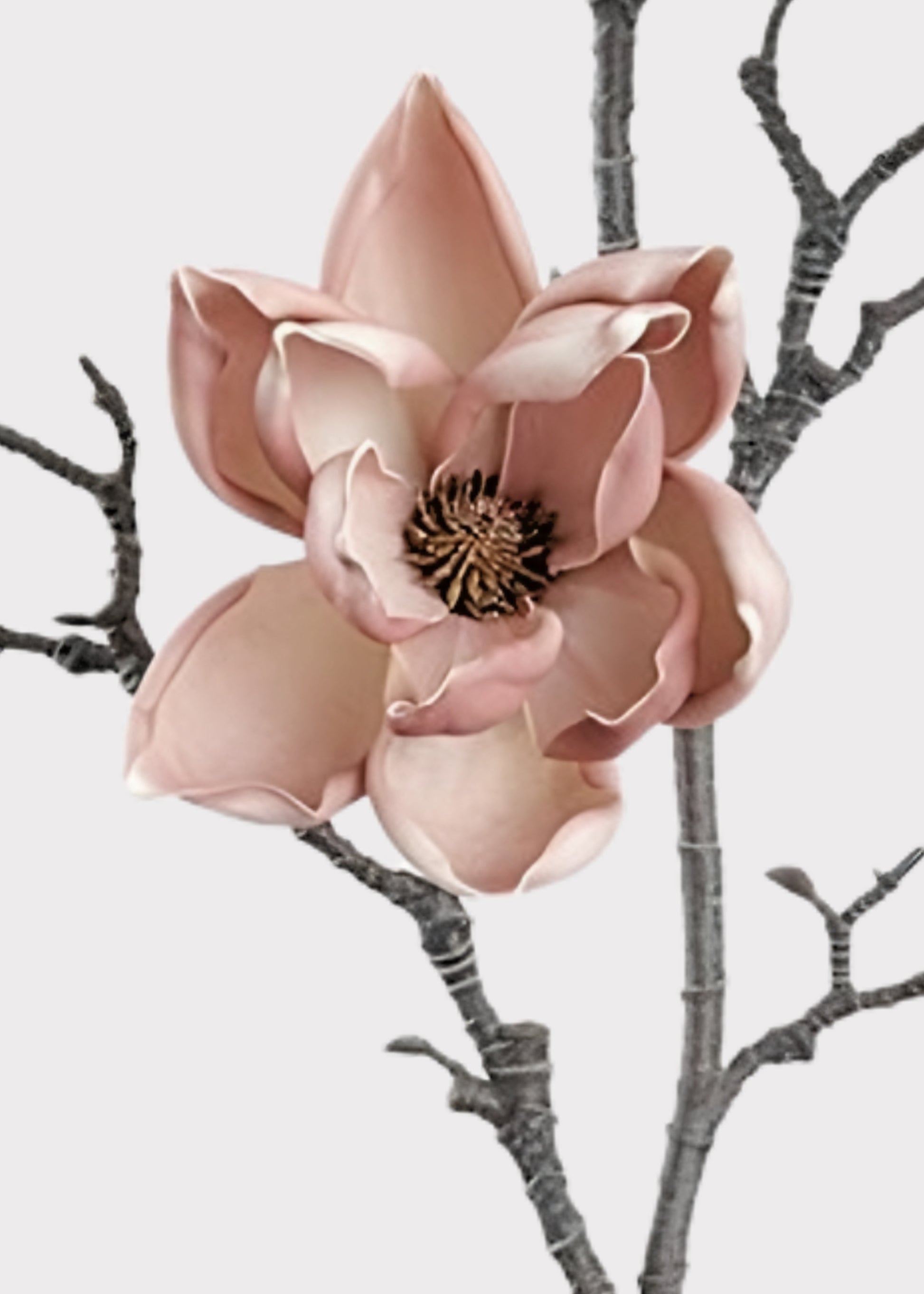 Close-up for mauve magnolia flower