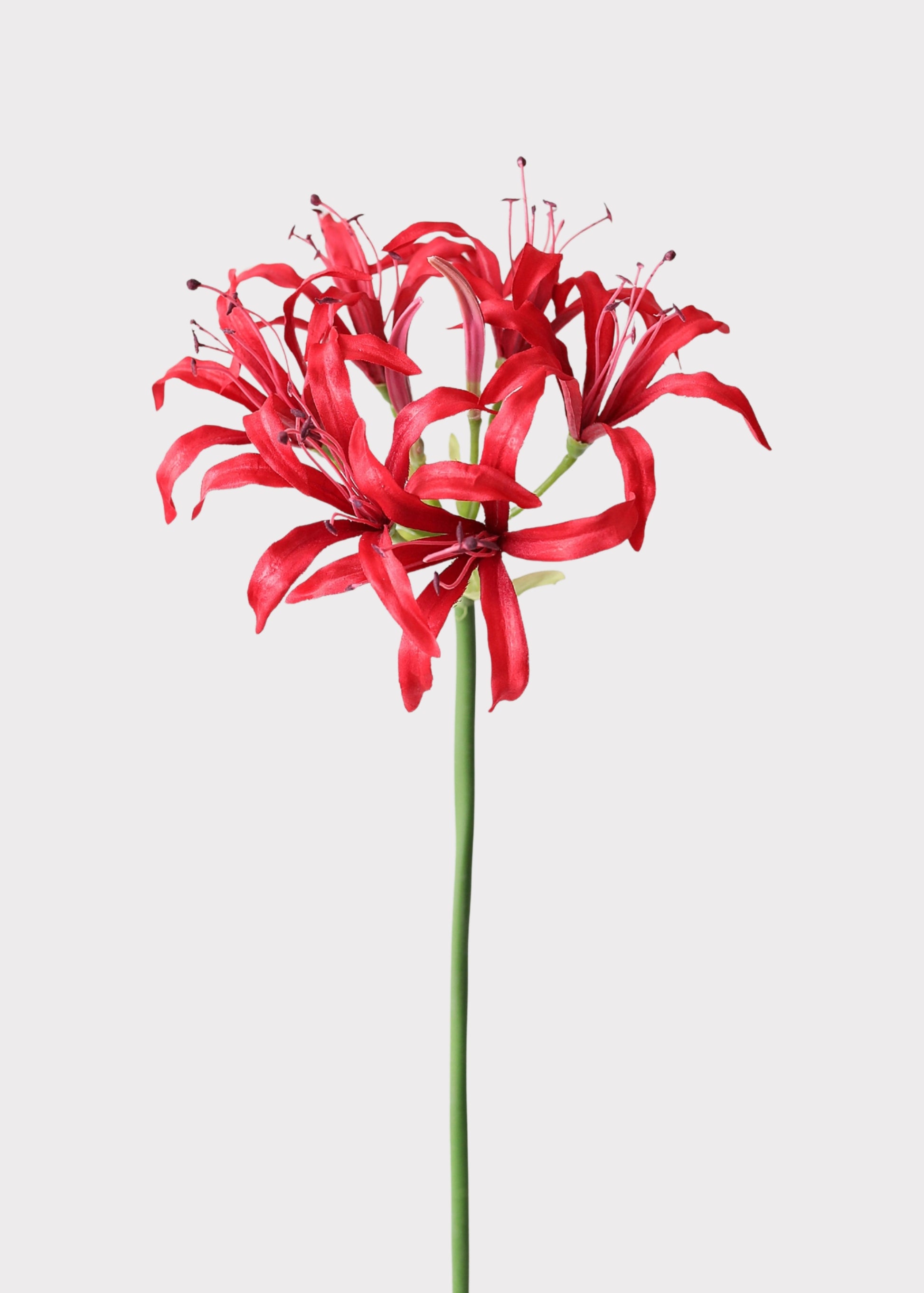 Red Nerine Spider Lily