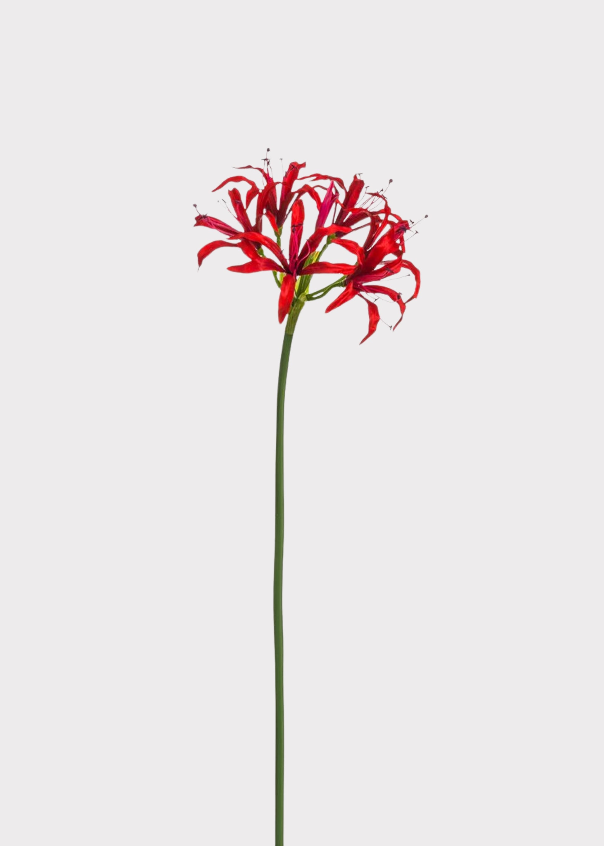 Red Nerine Spider Lily Artificial Flower