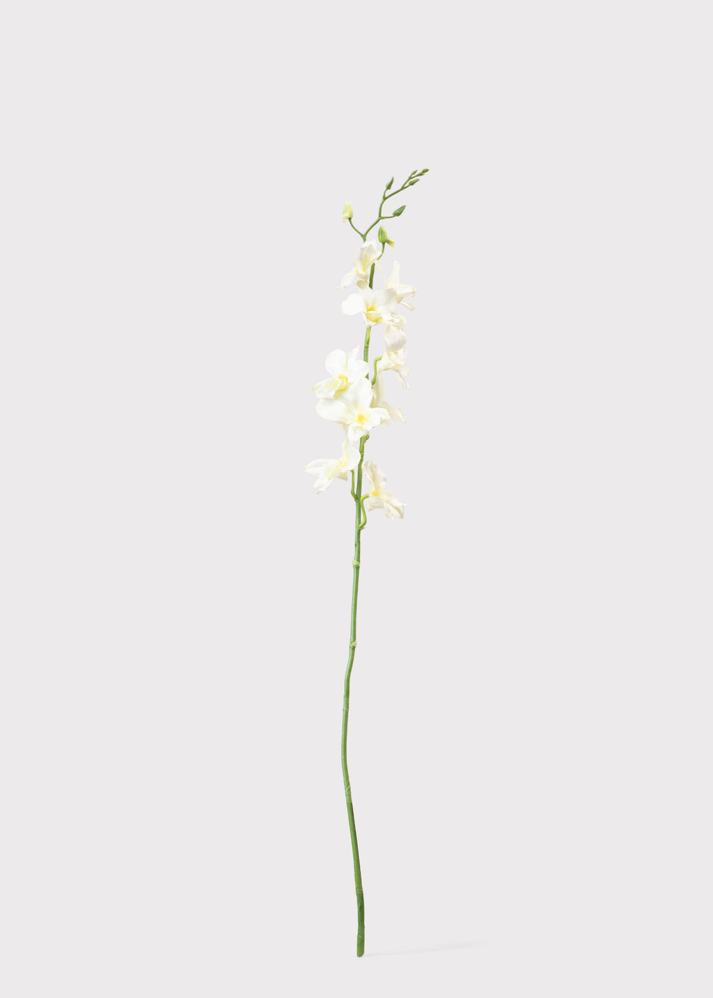 Artificial Dendrobium Orchid in Cream