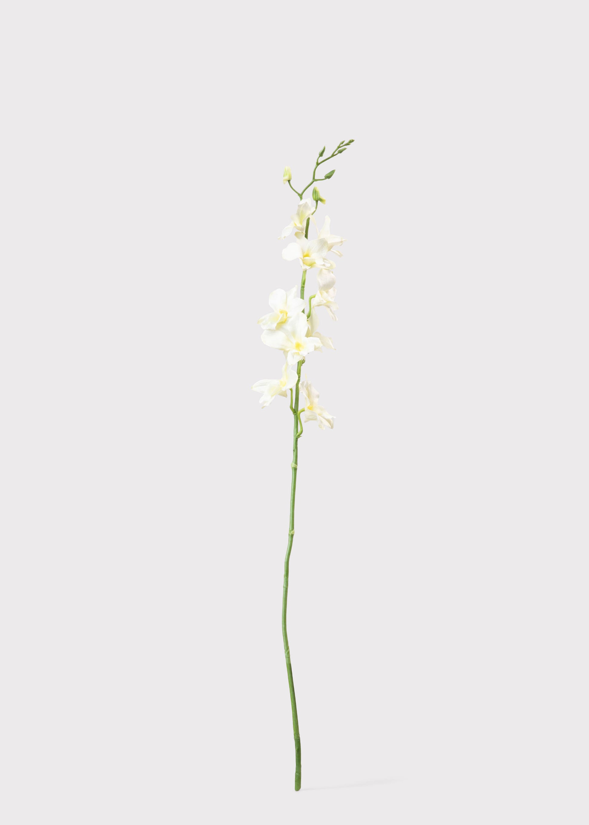 Artificial Dendrobium Orchid in Cream