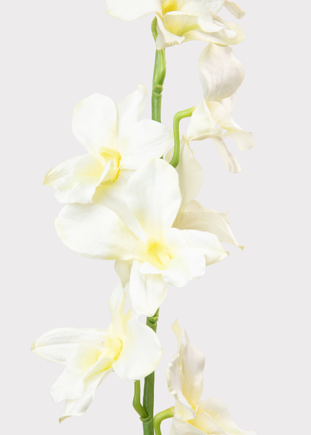 Close-up of a Cream Yellow Orchid