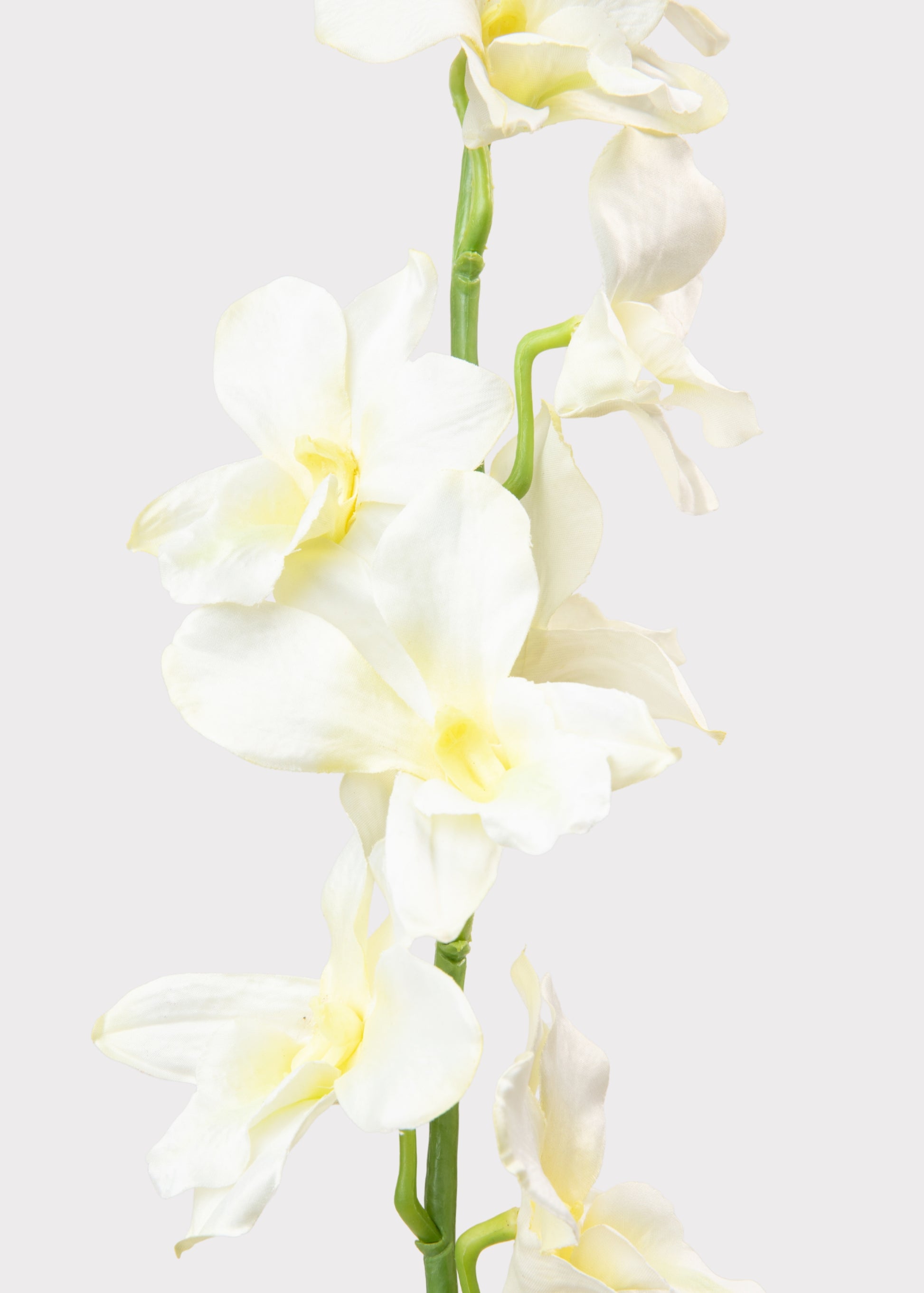 Close-up of a Cream Yellow Orchid
