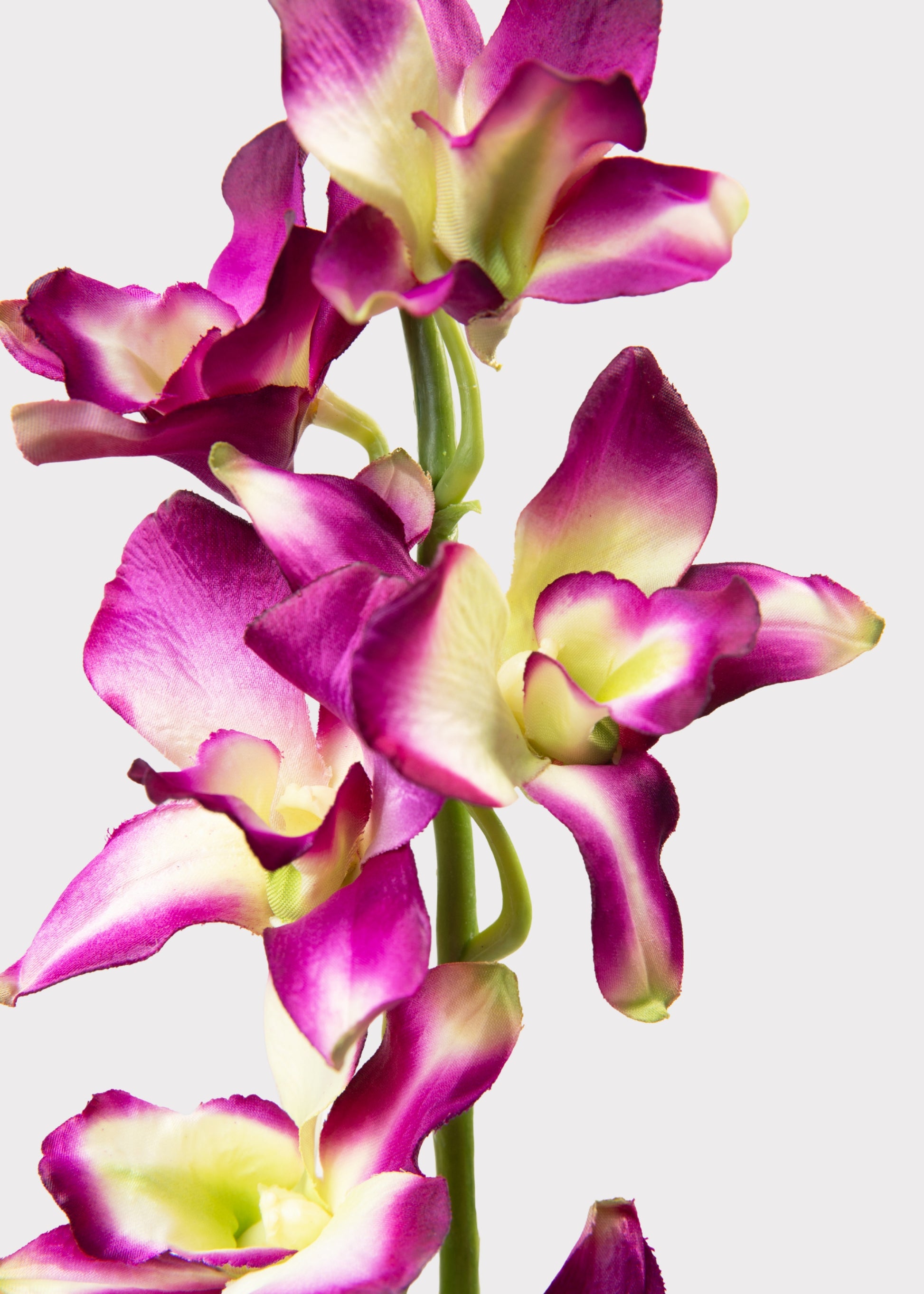 Close-up of vibrant purple and green orchid