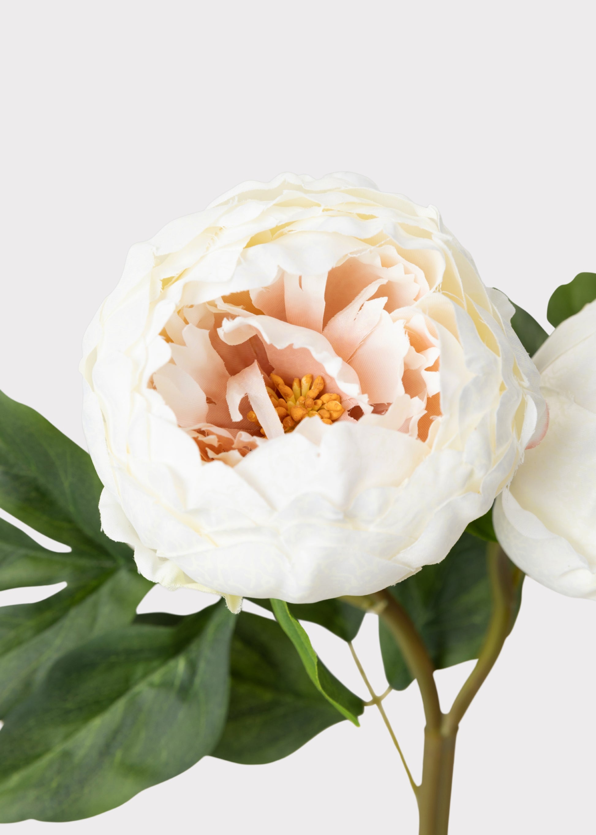 Close-up of Cream Peony Fake Flower
