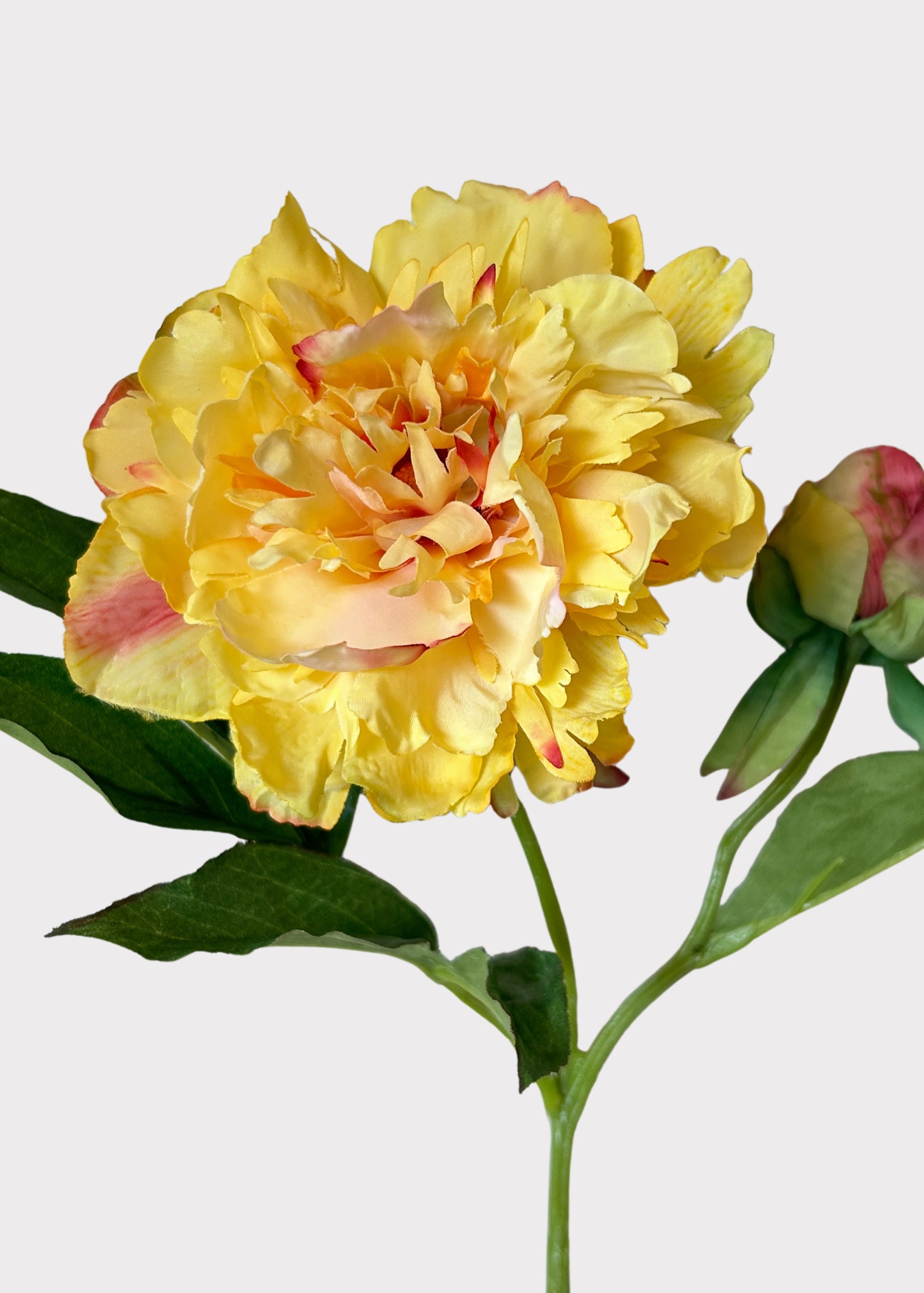 Yellow and Pink Peony
