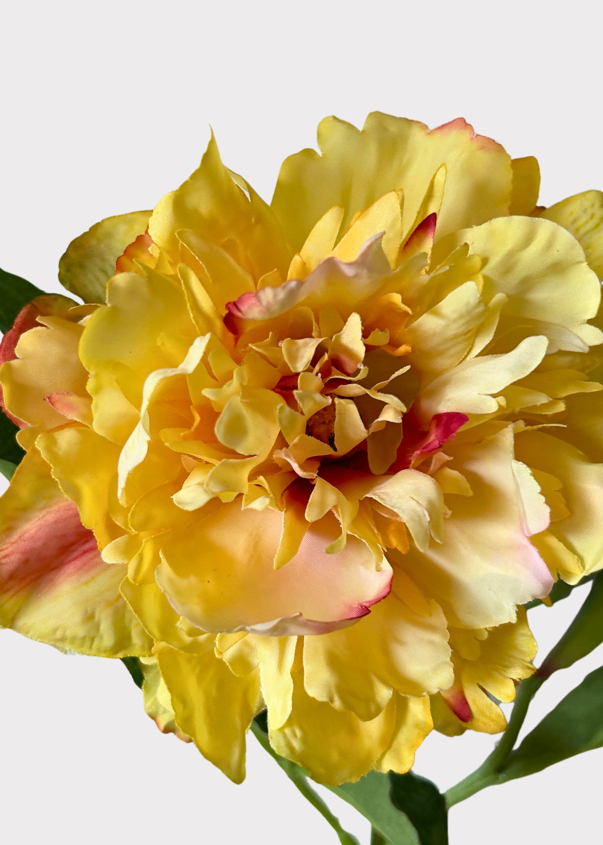 Close-up of a Peony Flower in Golden Sunset