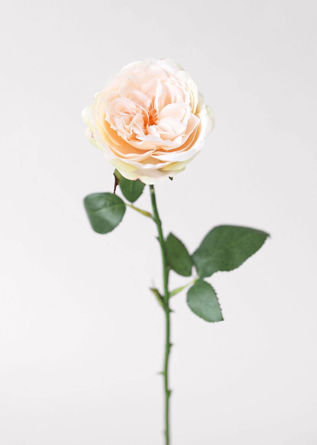 Single apricot-colored silk rose stem