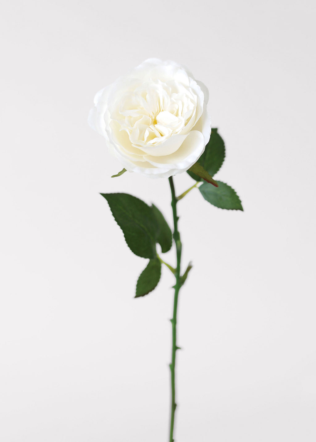 White Fake English Cabbage Rose