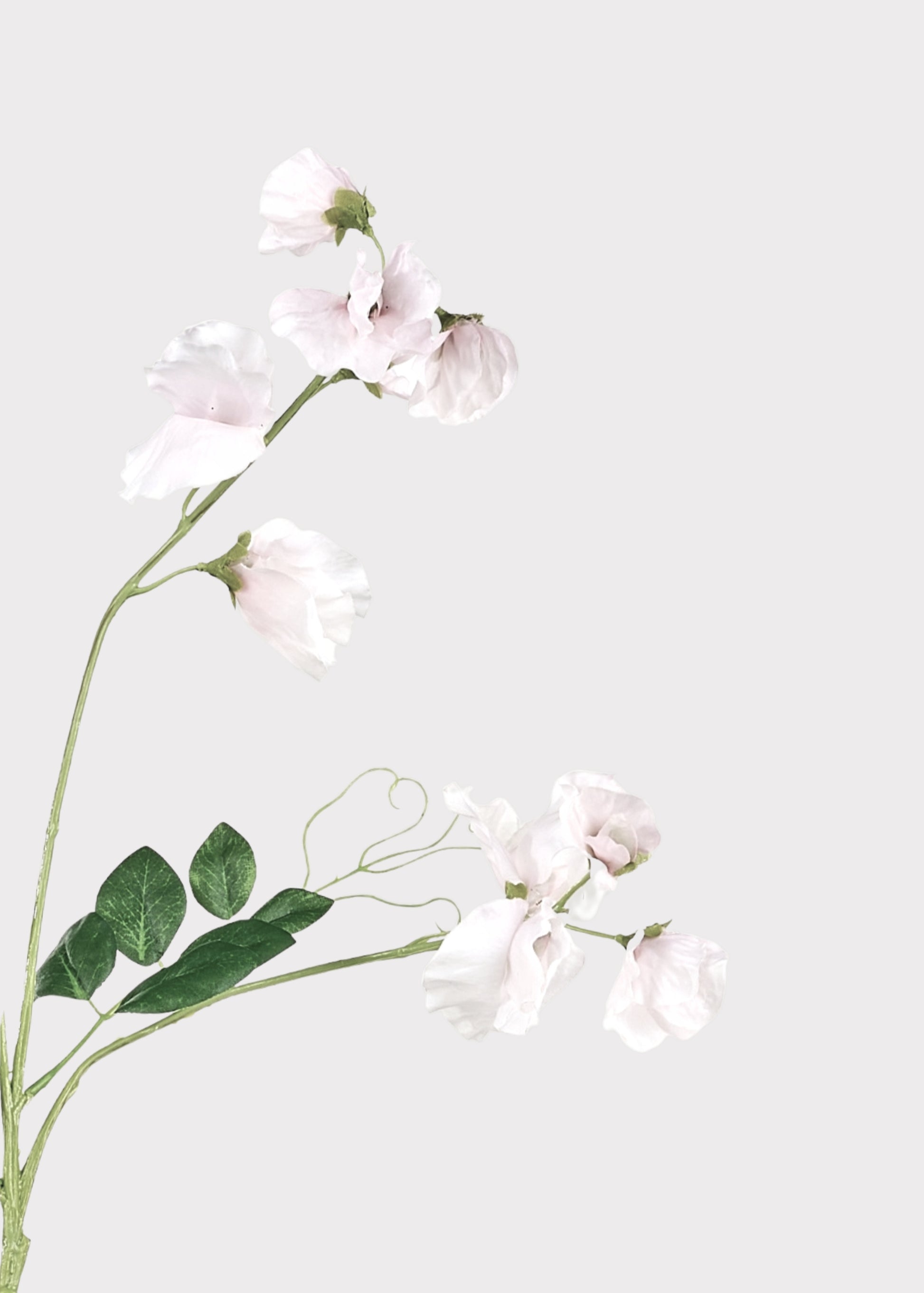 Close-up of Sweet Pea Flowers
