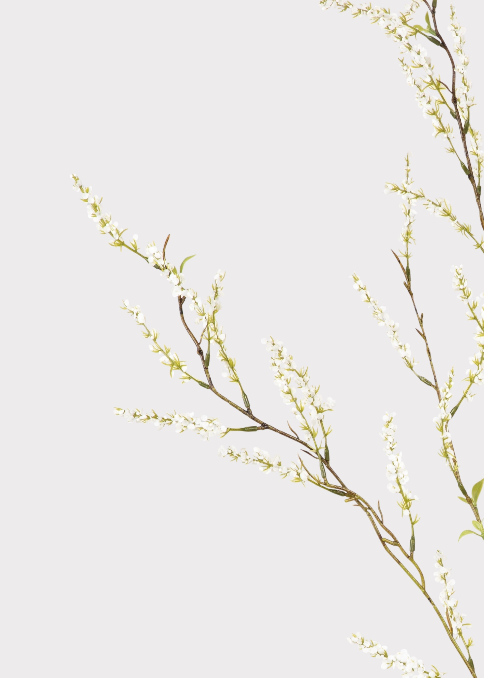 Fake Spirea