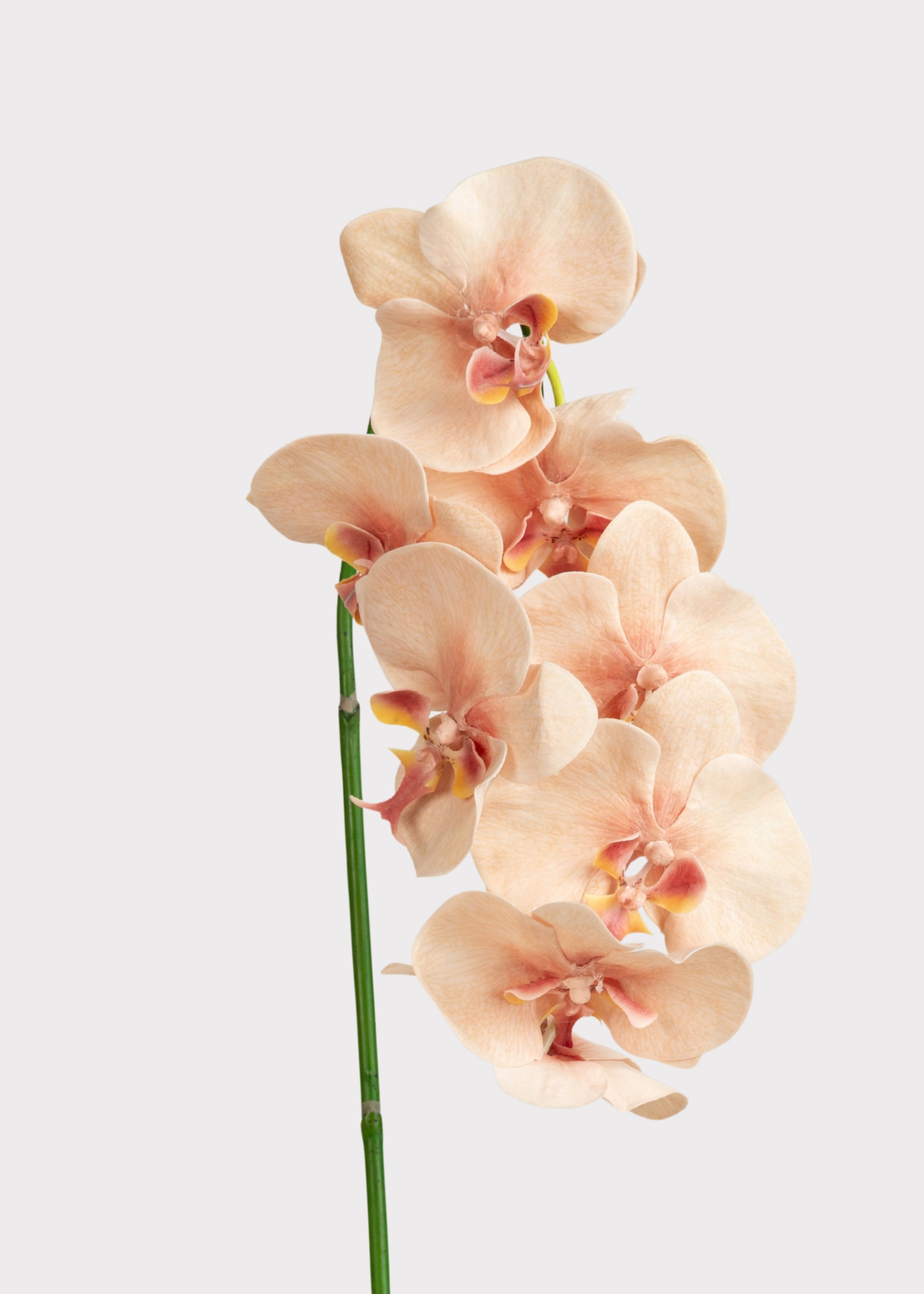 Peach Pink Phalaenopsis Orchid