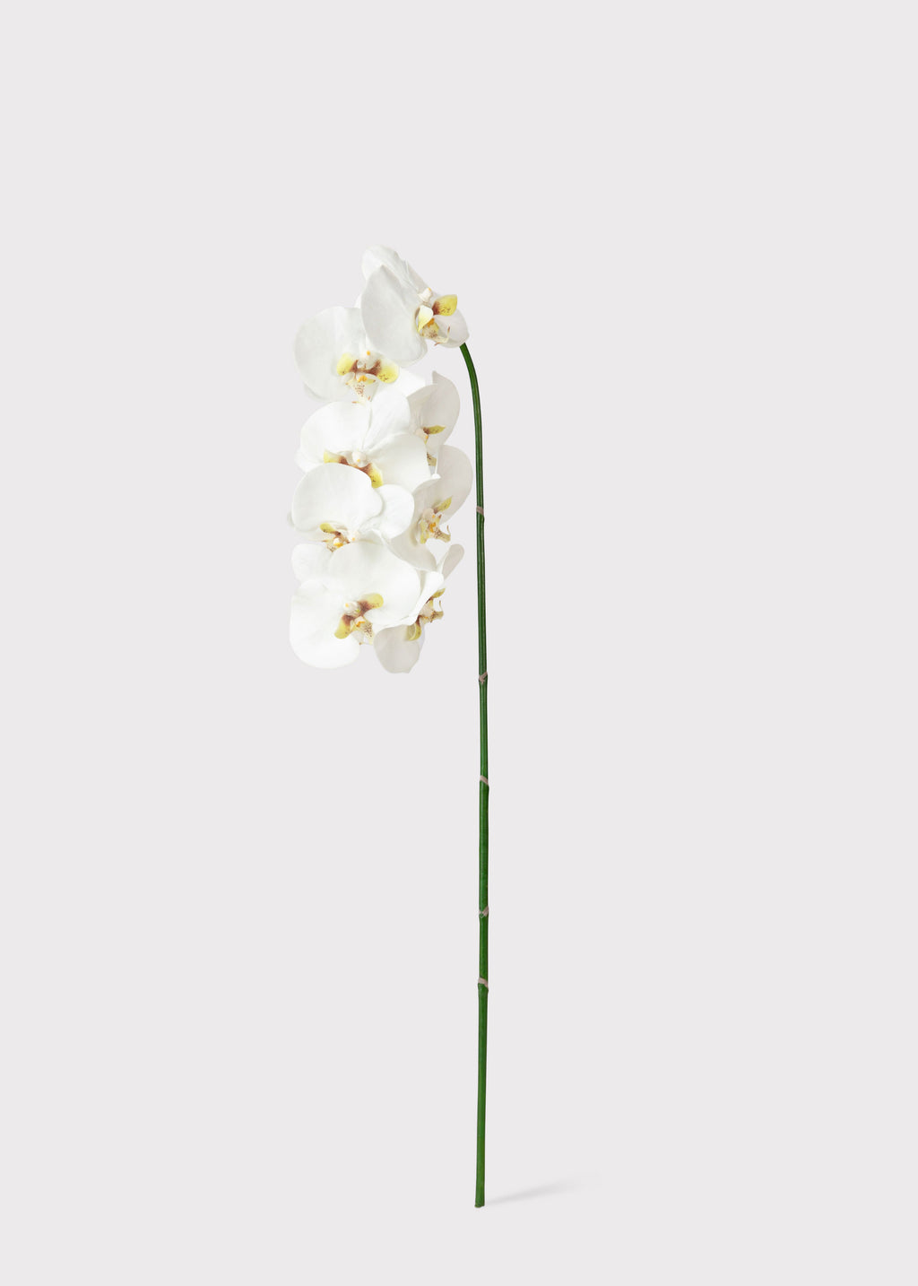 Artificial Orchid in White
