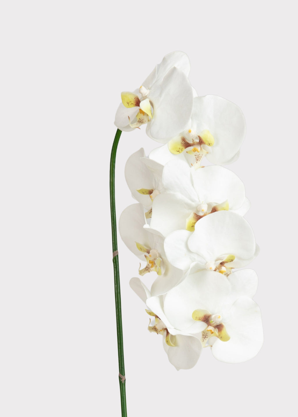 Faux-Real Orchid Stem
