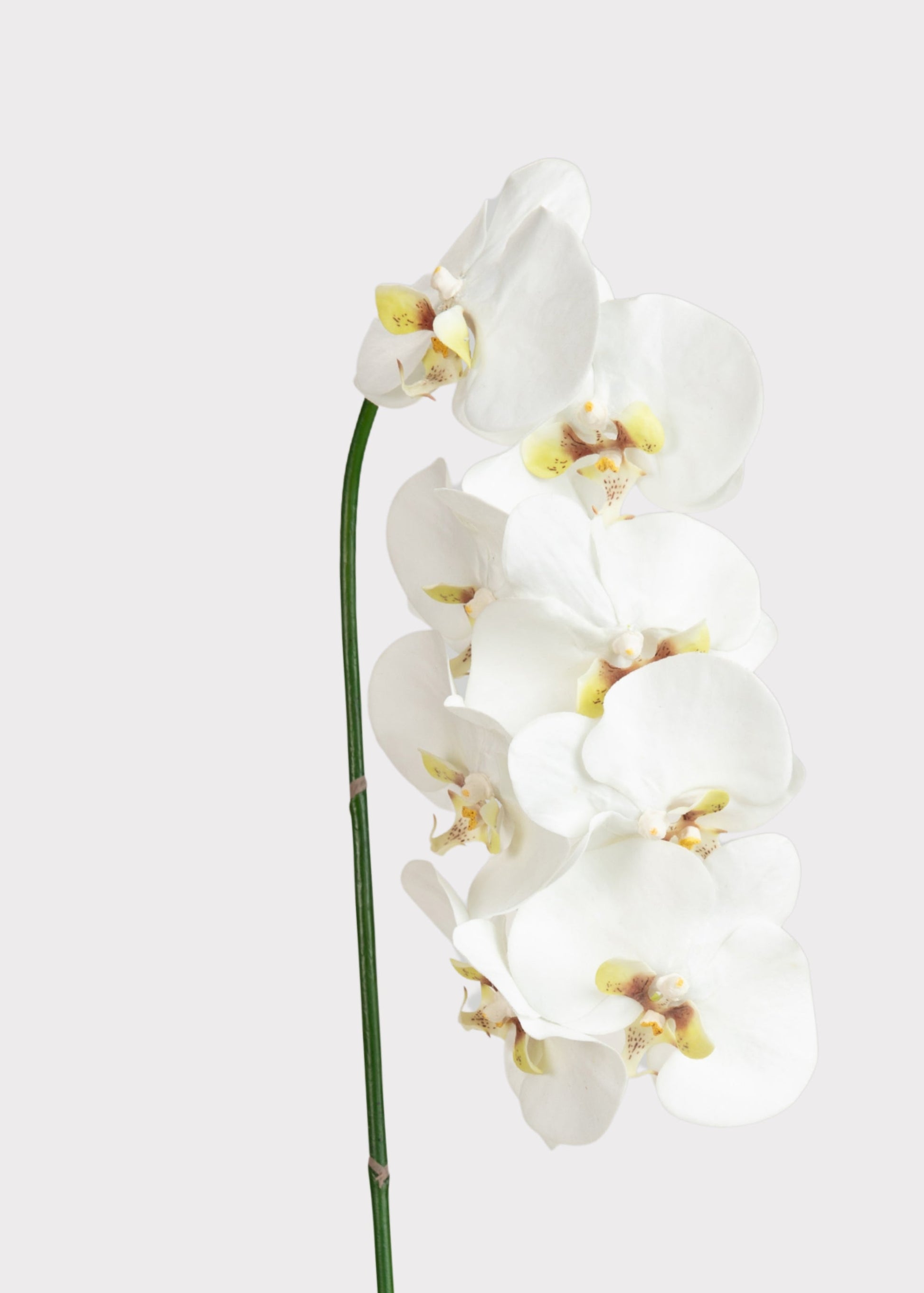 Faux-Real Orchid Stem