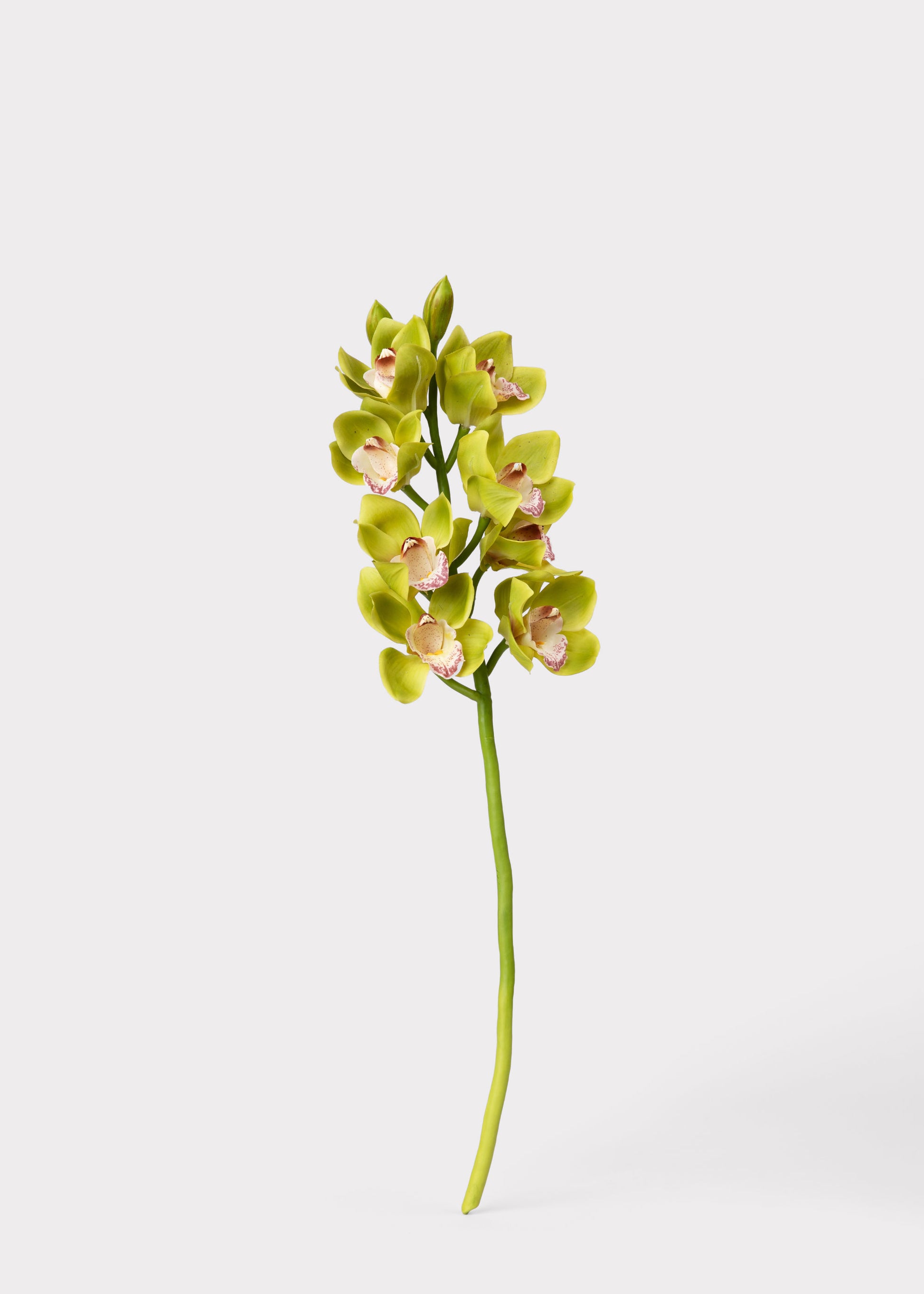 Faux Orchids at Afloral Green Burgundy Cymbidium Stem