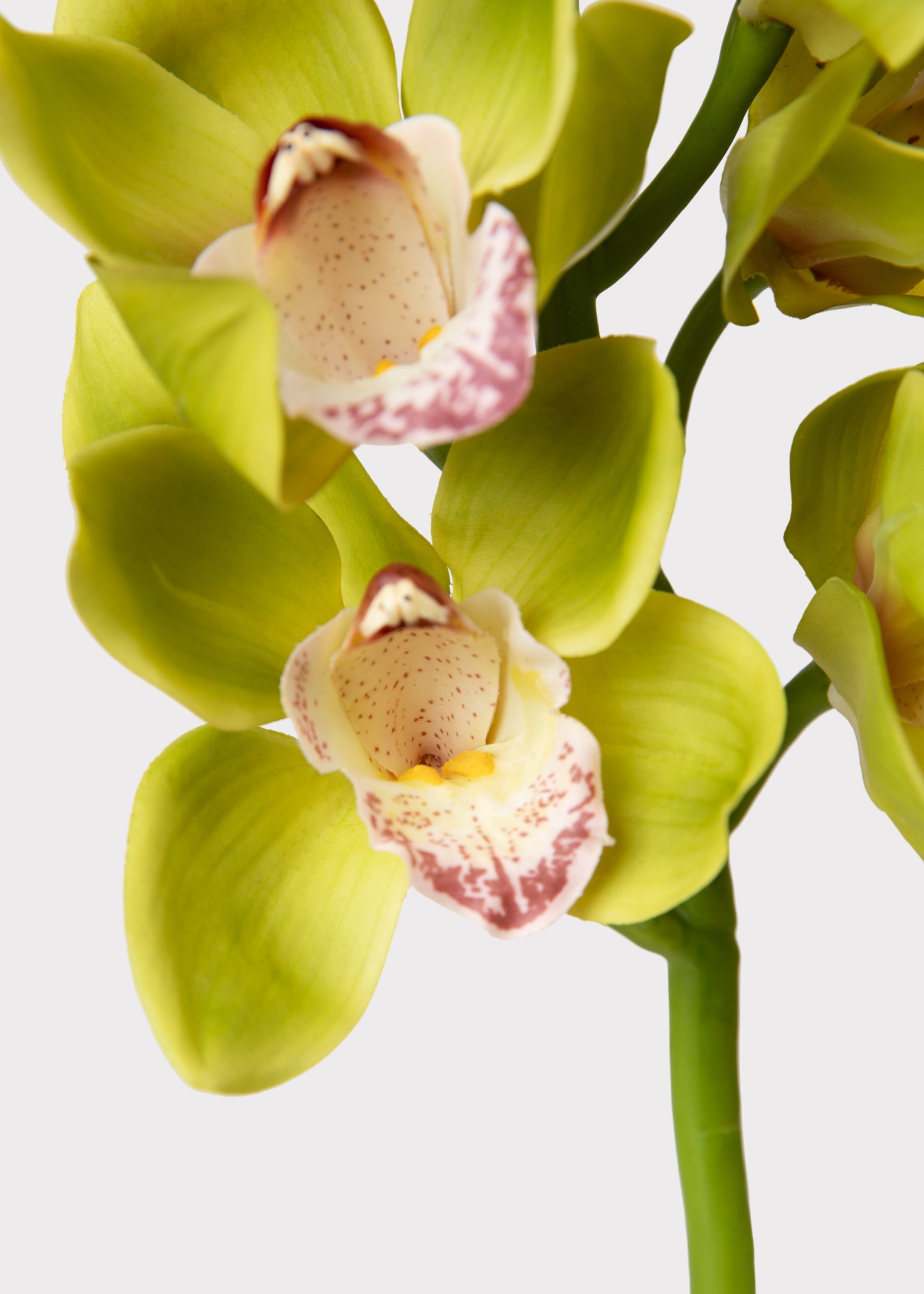 Green Burgundy Artificial Cymbidium Orchid