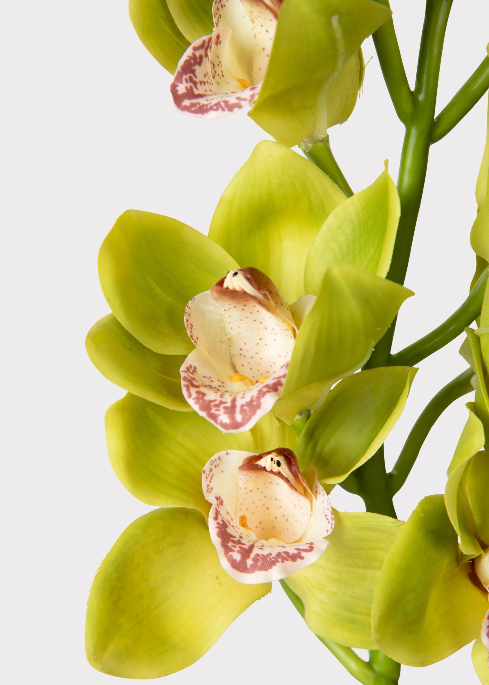 Close-up of a Green Burgundy Artificial Cymbidium Orchid