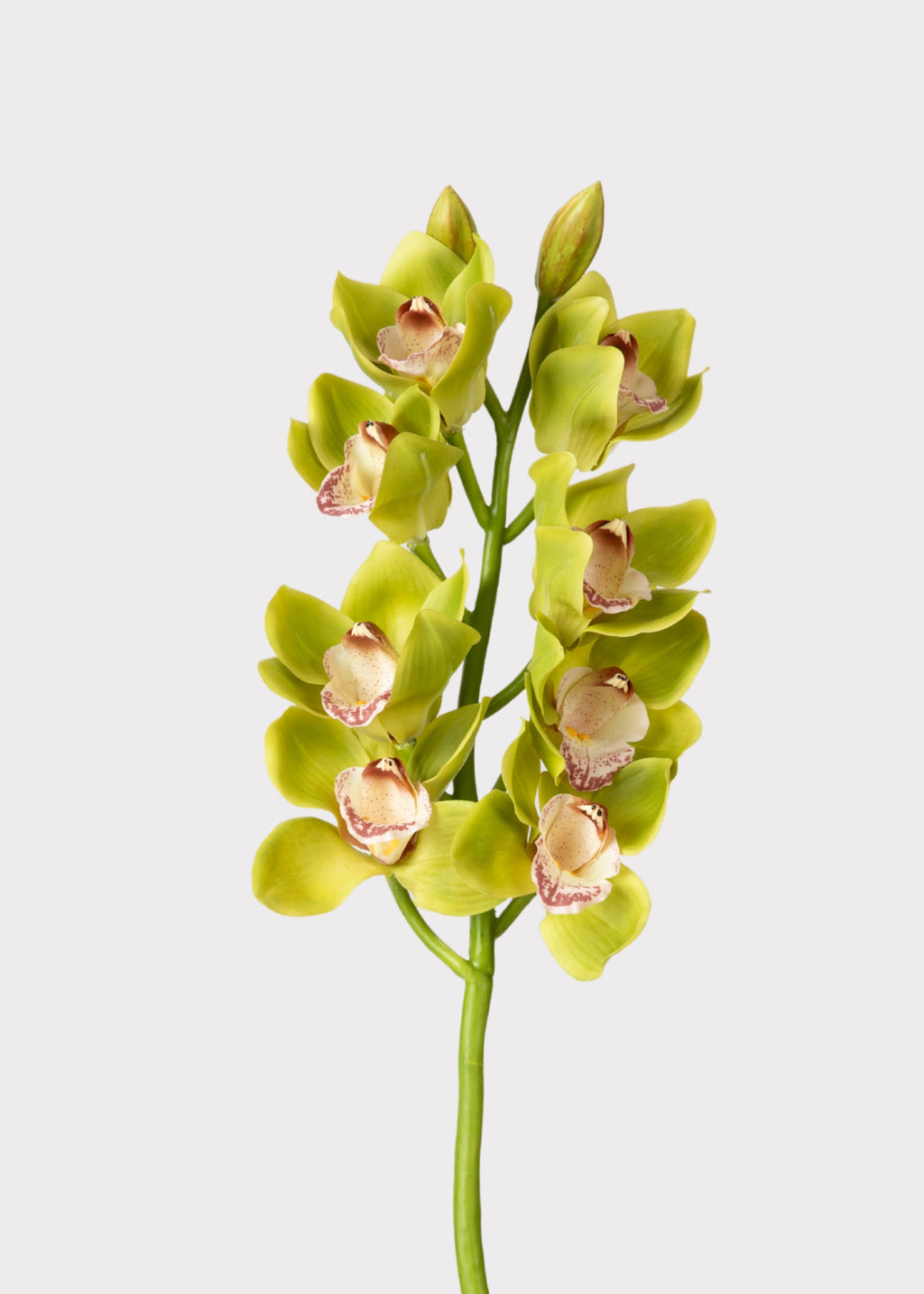  Green Cymbidium Orchid