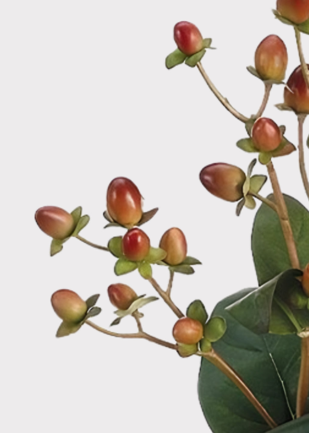 Close-up of a Burgundy Fake Hypericum Berry Branch