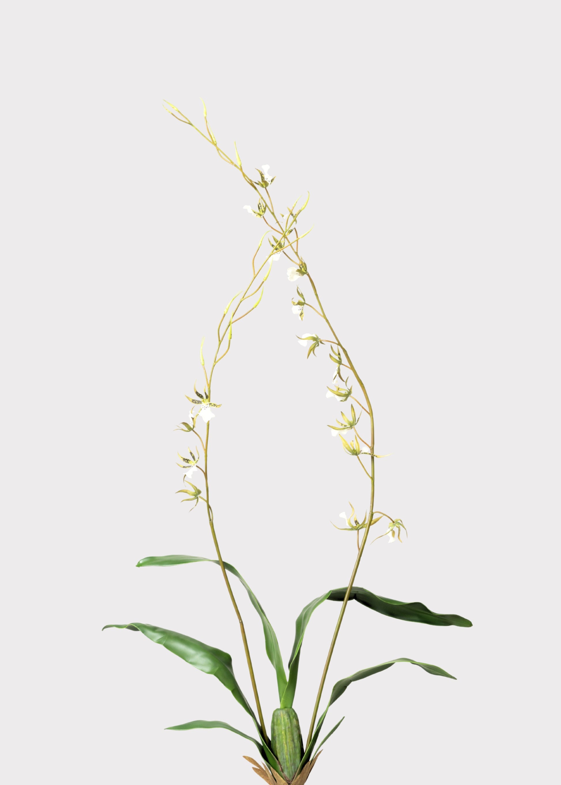 Tall Artificial Blooming Brassia Orchid Plant