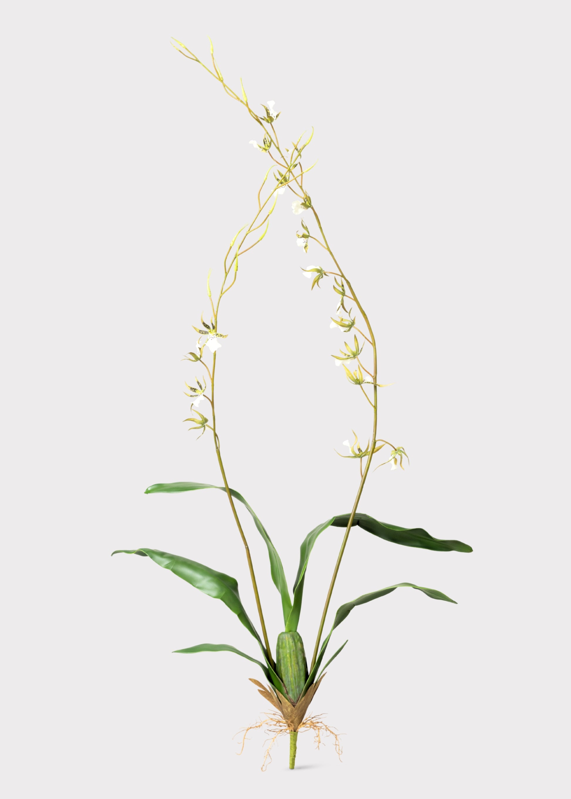 Tall Artificial Blooming Brassia Orchid Plant - 52"