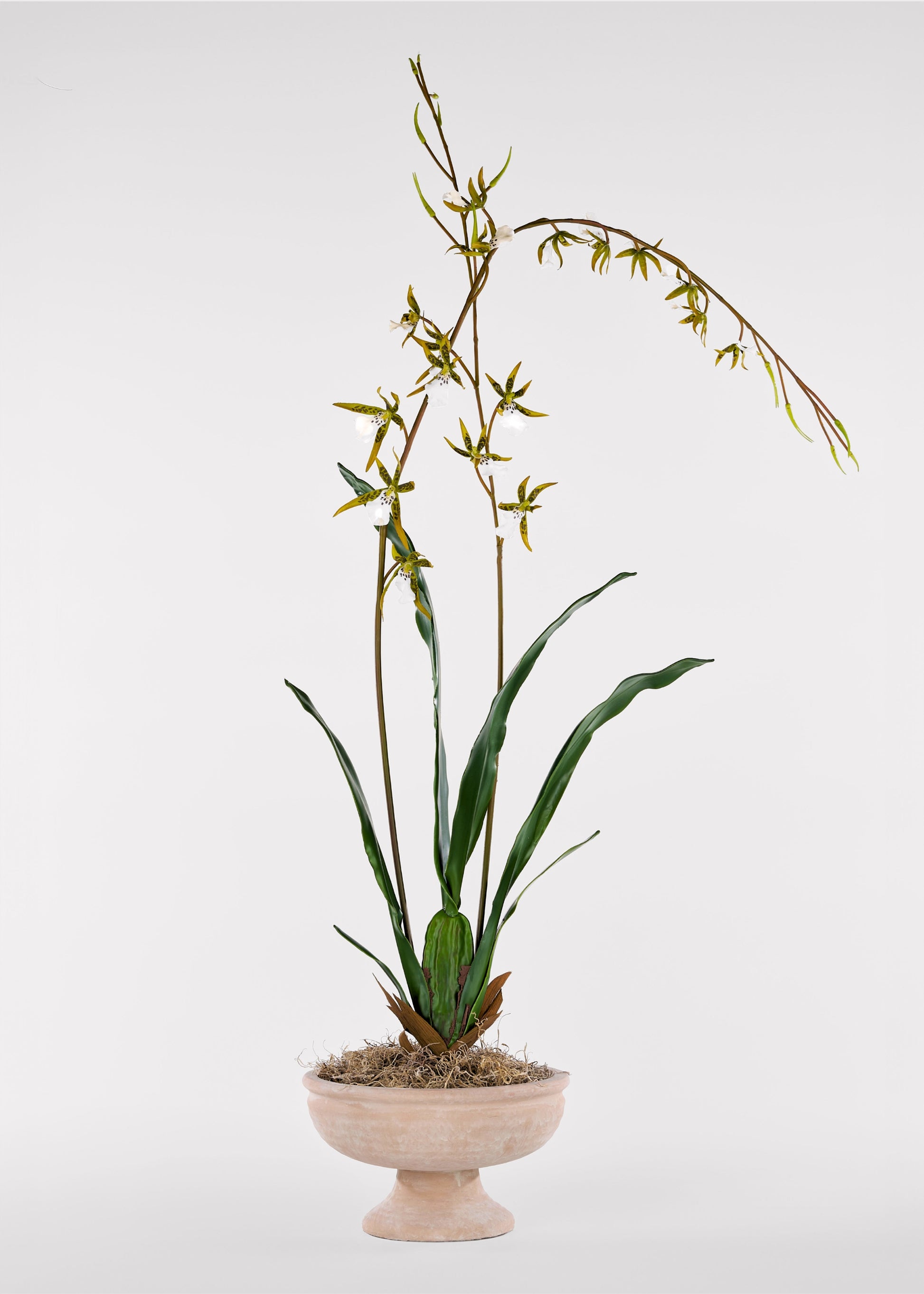 Styled faux orchid in pedestal vase