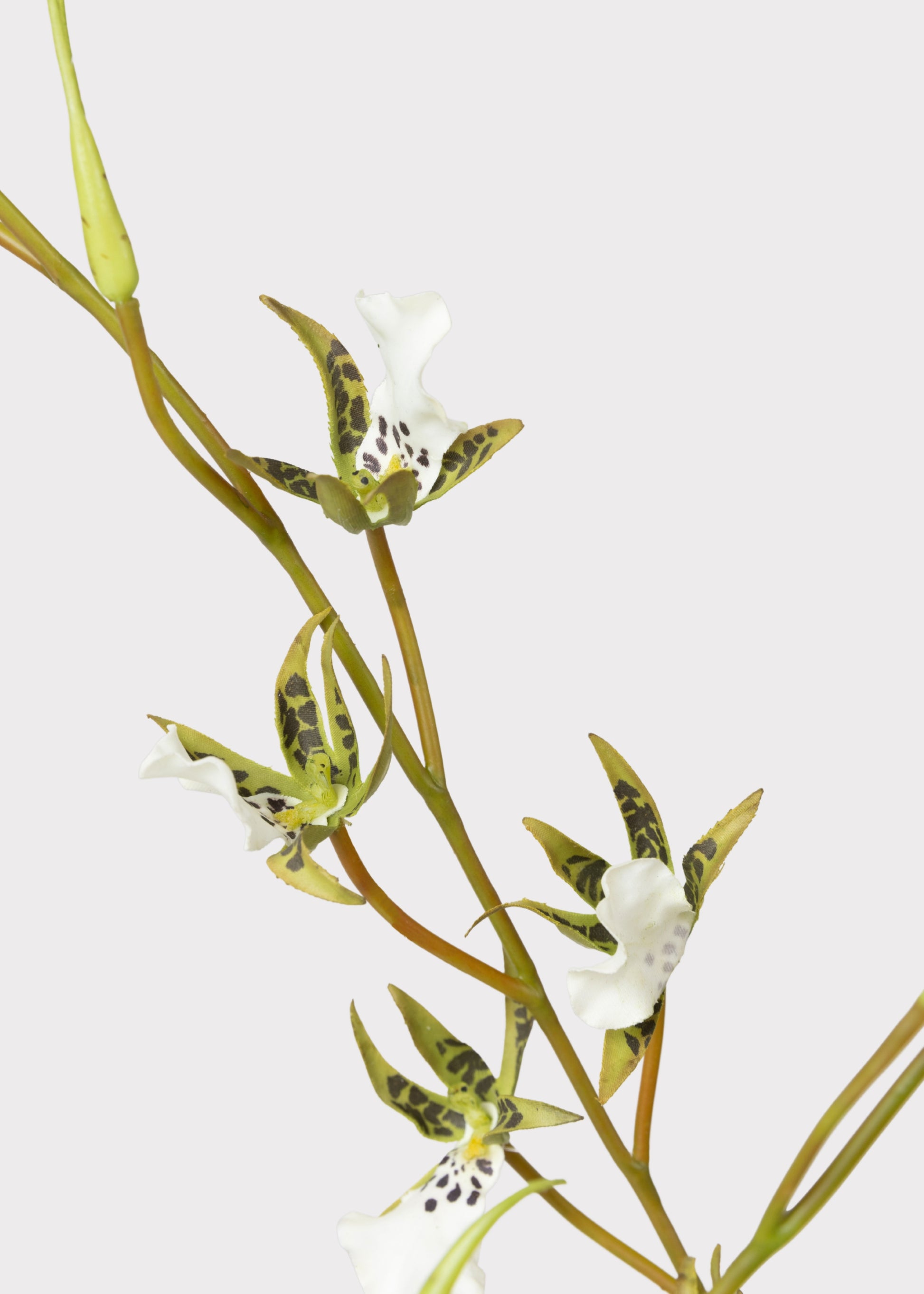 Close-up of an artificial Brassia Orchid Plant