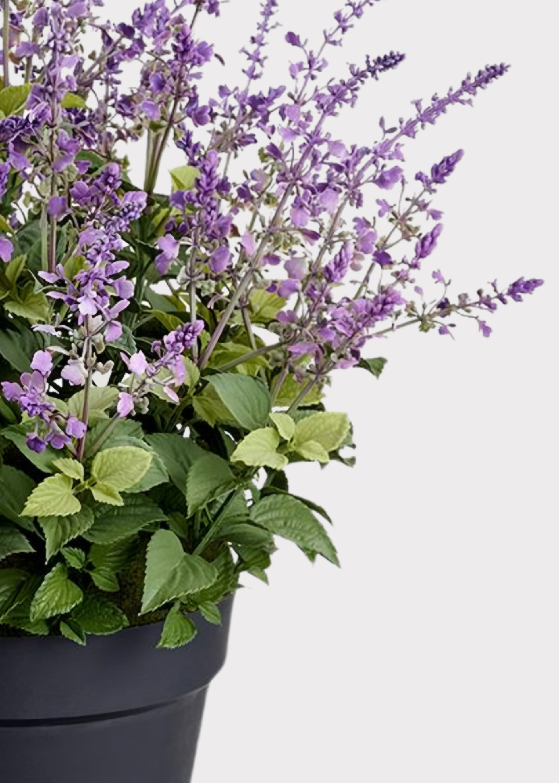 Close-up of a Potted Lavender Plant 