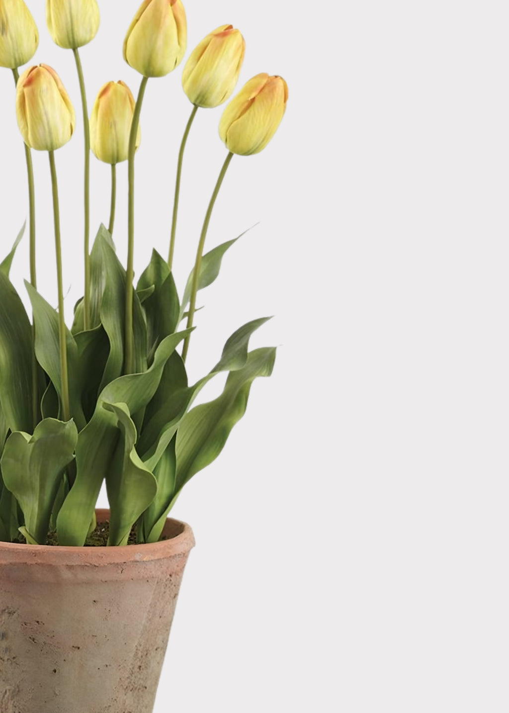 Close-up of a Yellow Artificial Tulip Flower Arrangement in Clay Pot 