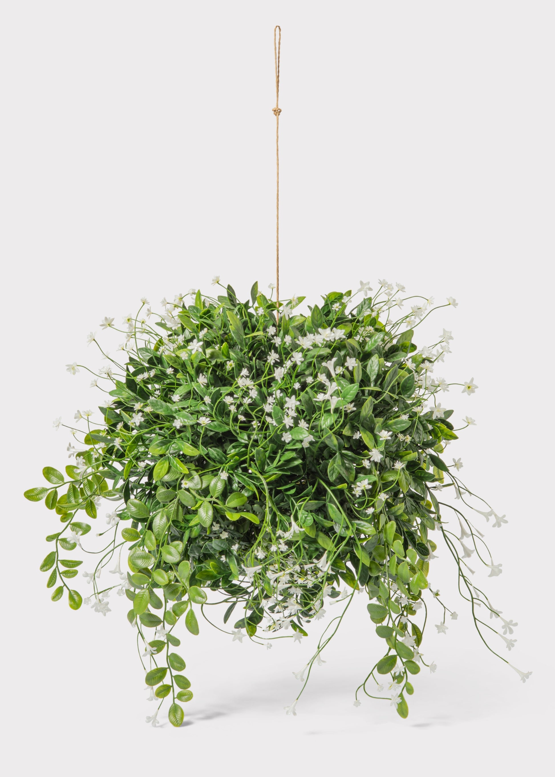 Hanging Boxwood Plant with White Flowers