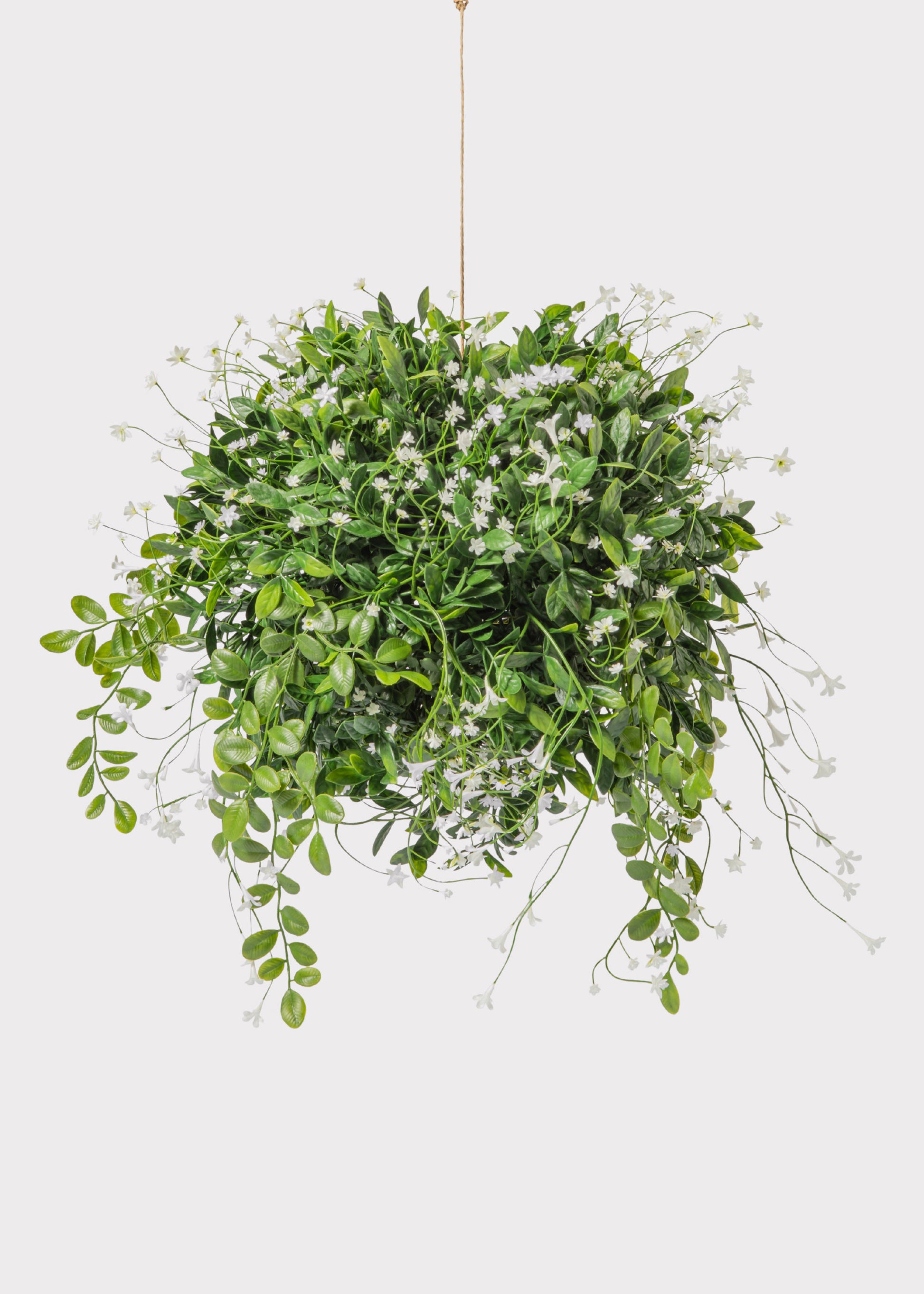 Hanging Boxwood Plant with White Flowers