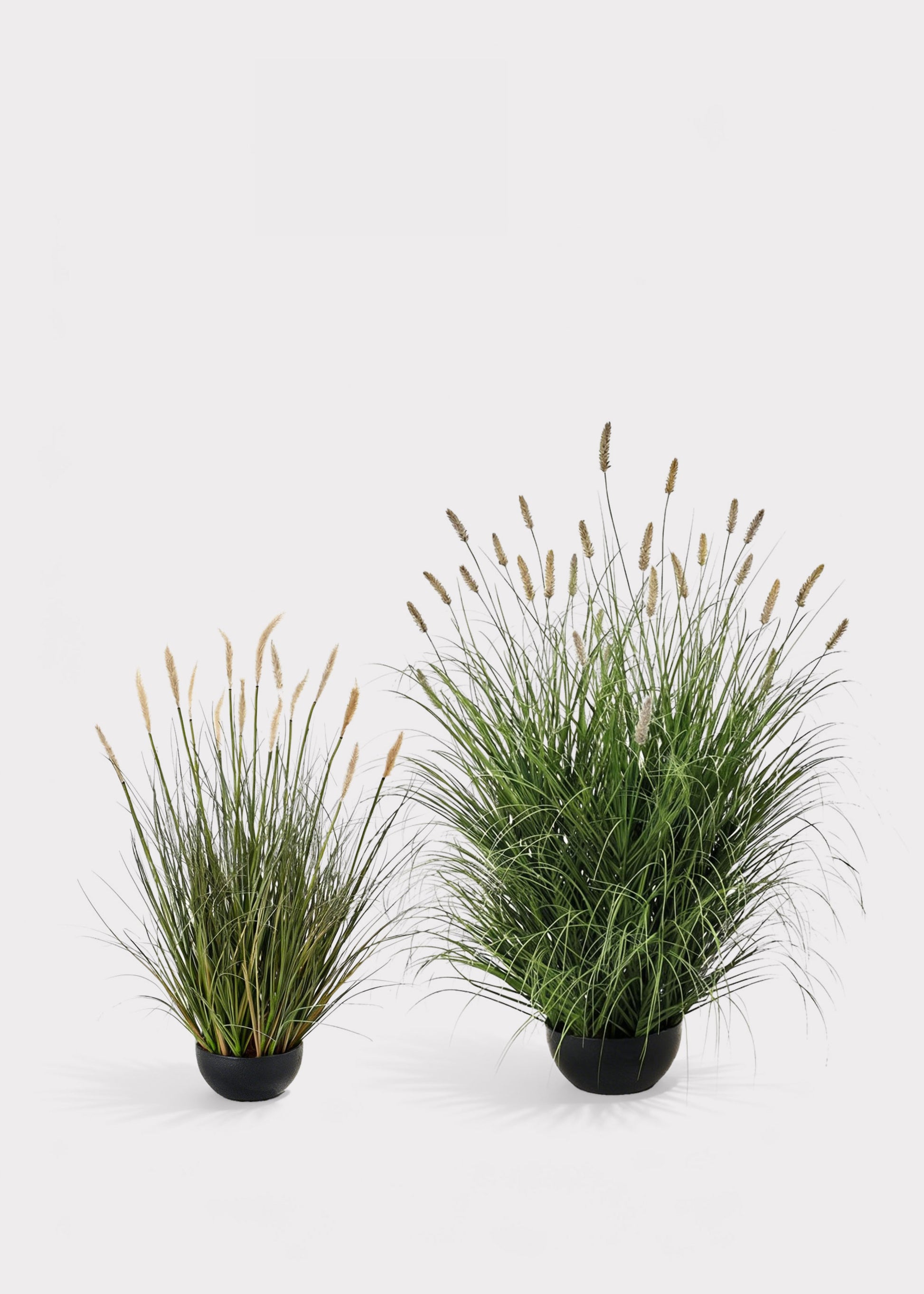potted foxtail grass plants