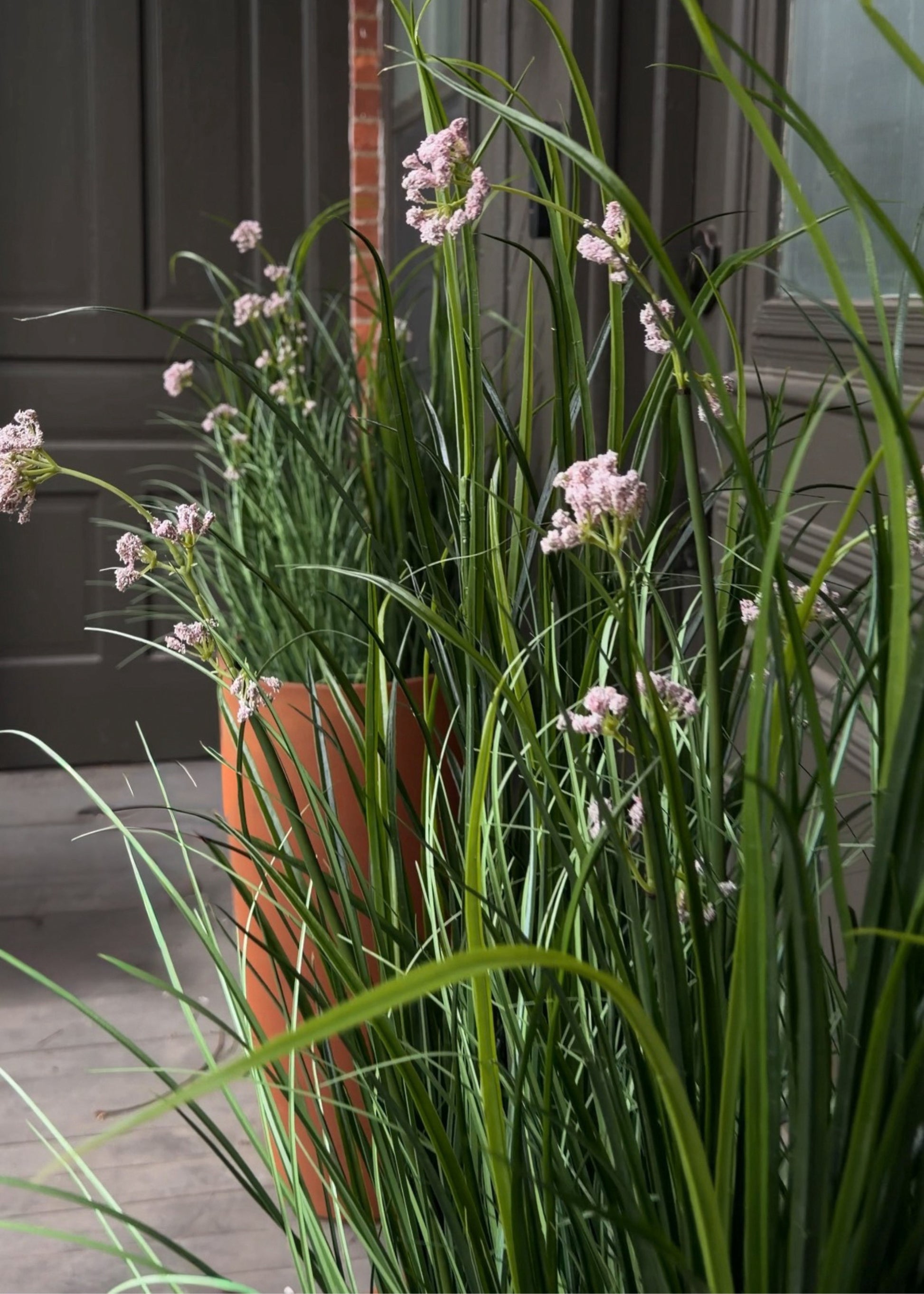 Milkweed Grass with Flowers Potted Plant 