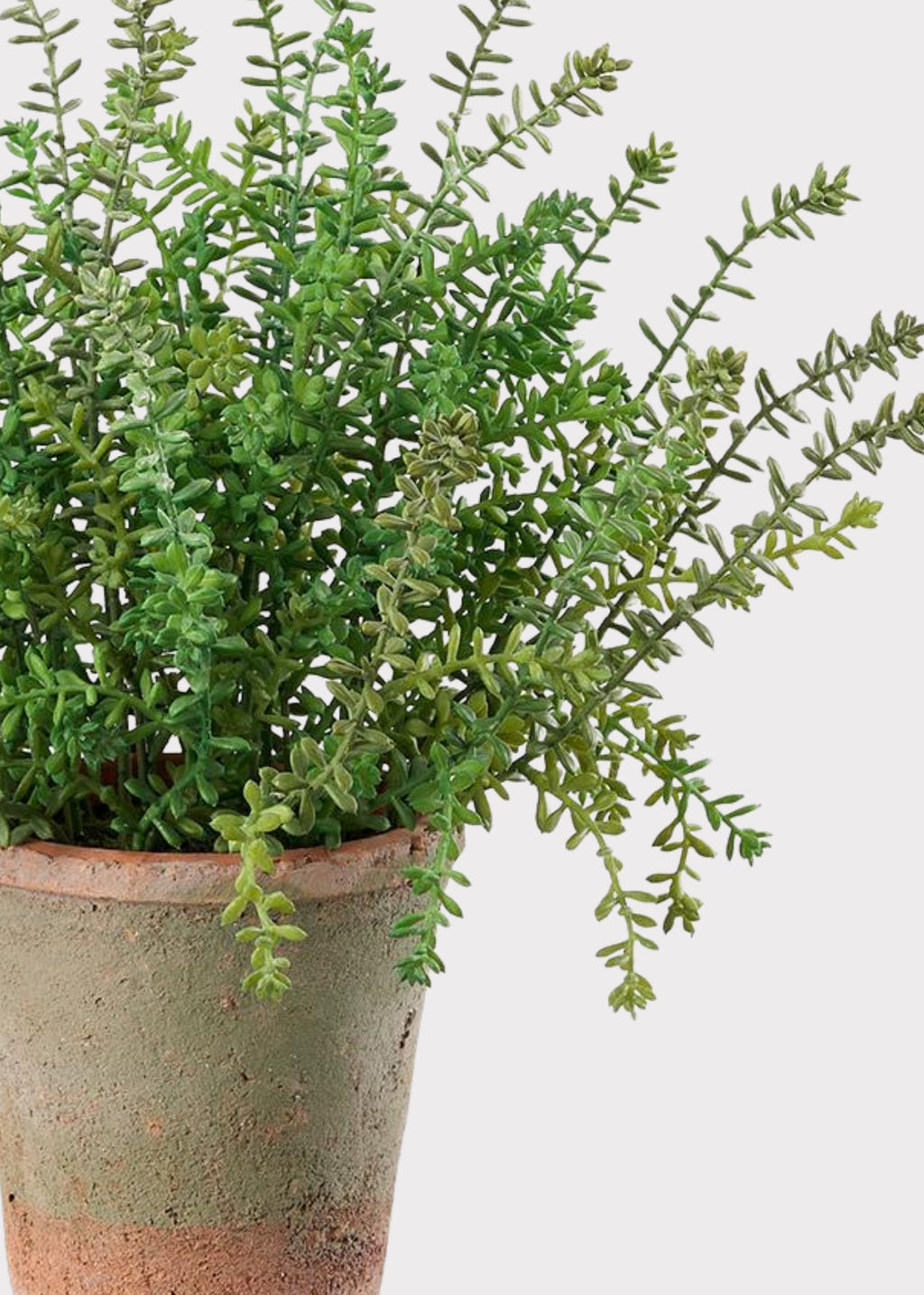 Green potted Sedum plant