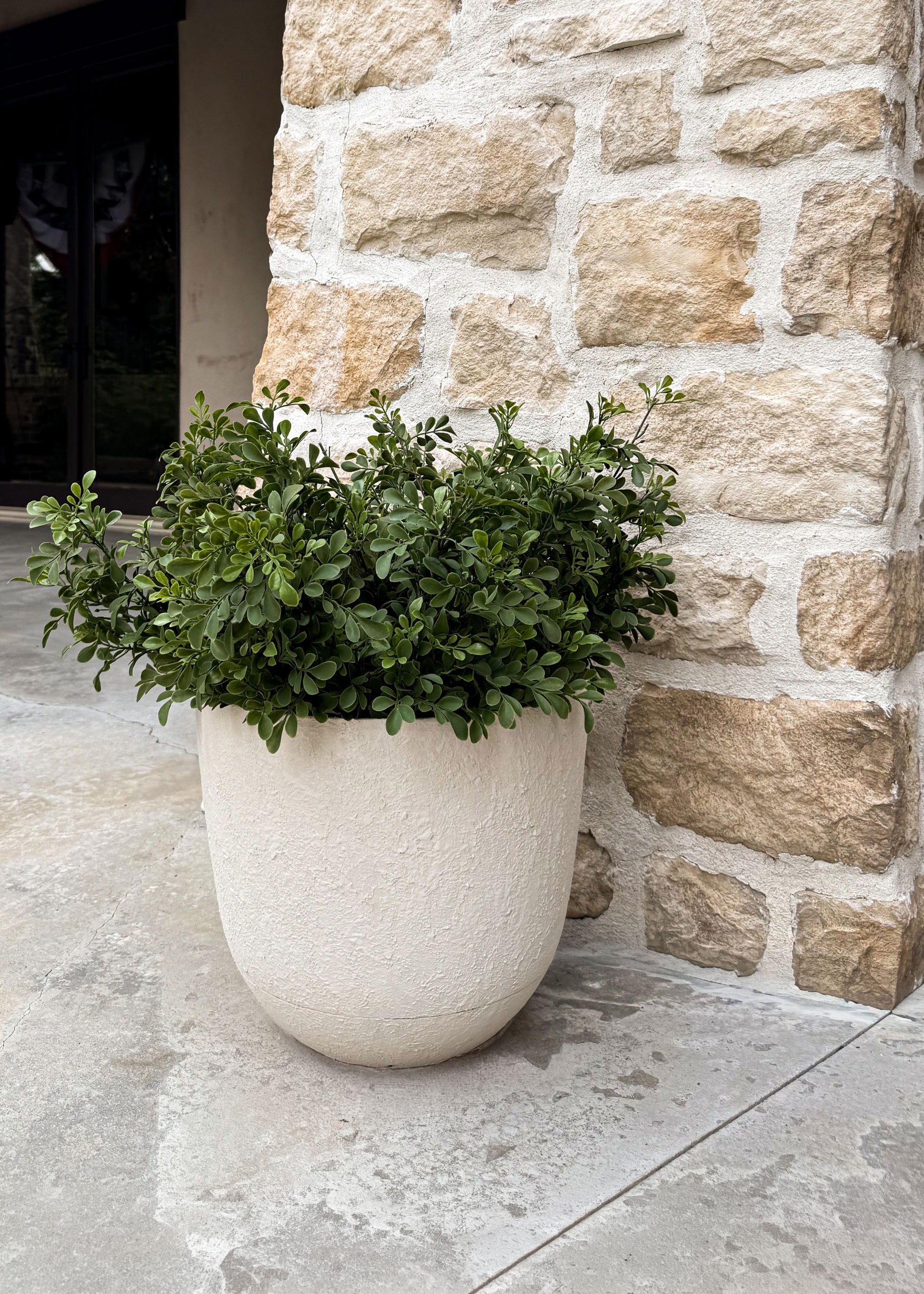 Boxwood Bush