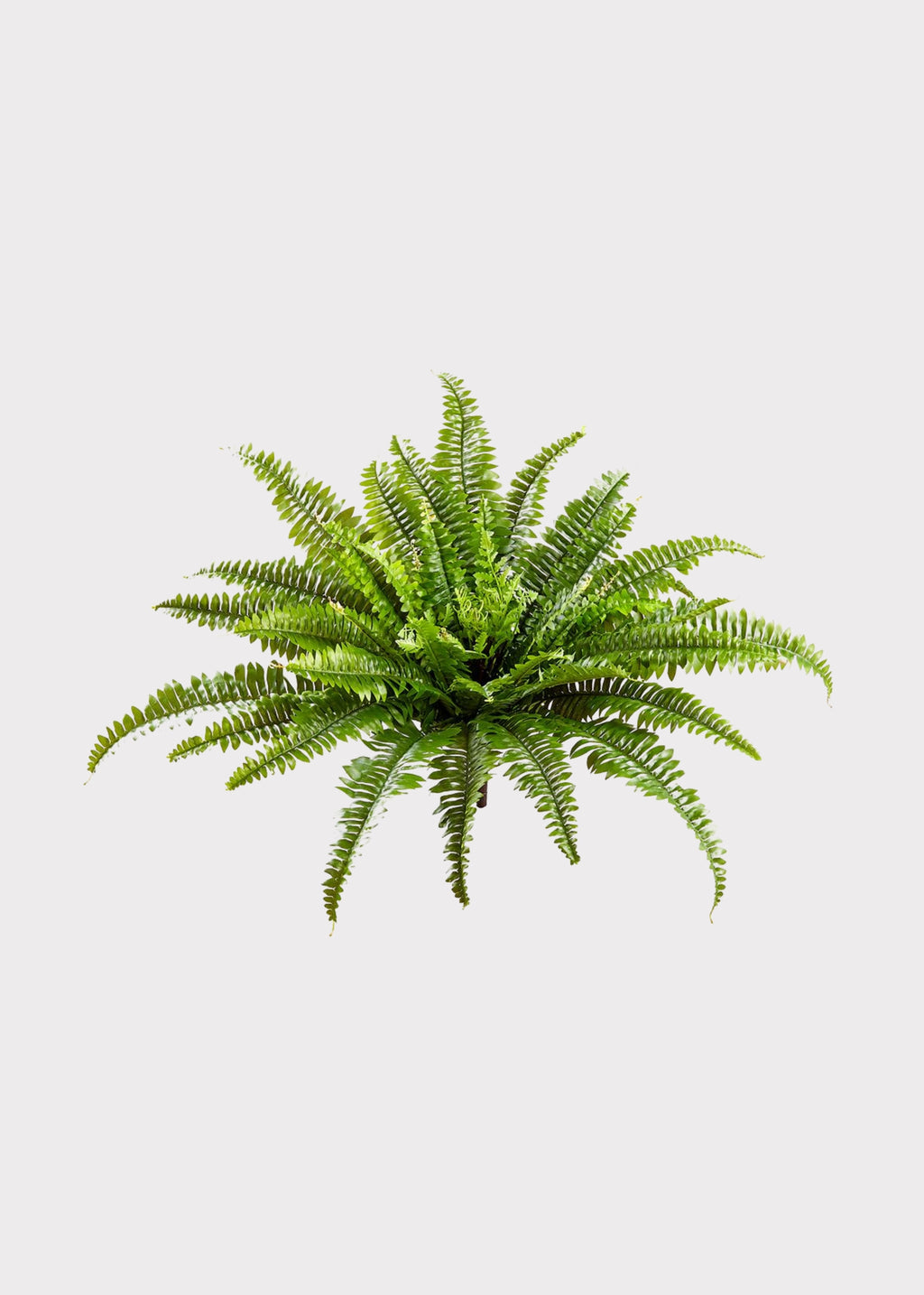 UV Treated Faux Fern