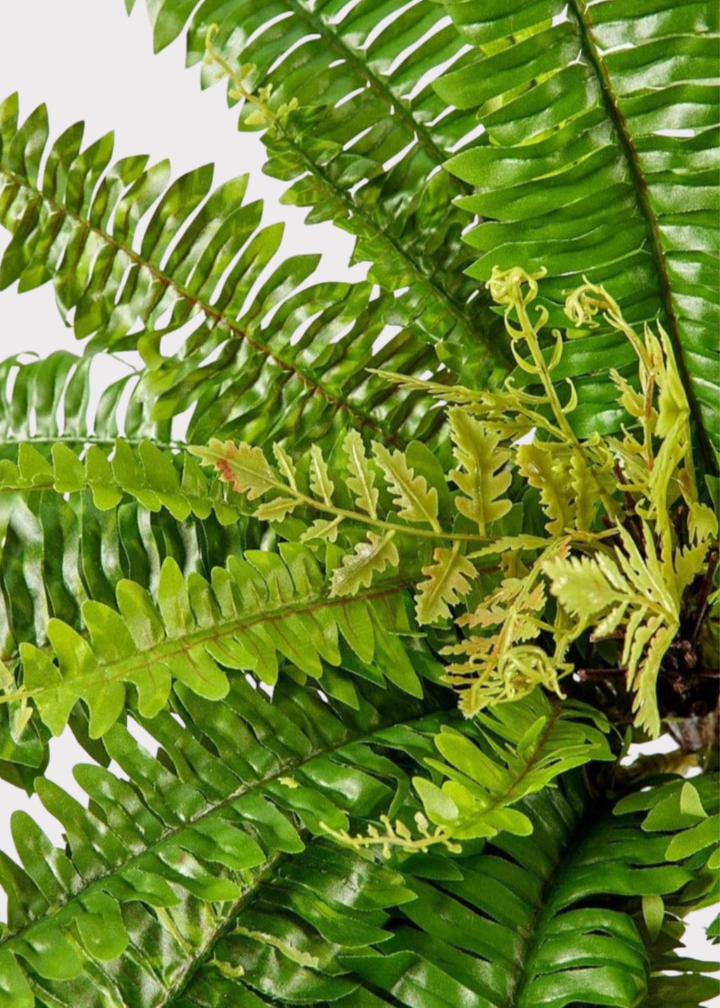 Artificial UV Protected Fern Plant in Close Up View