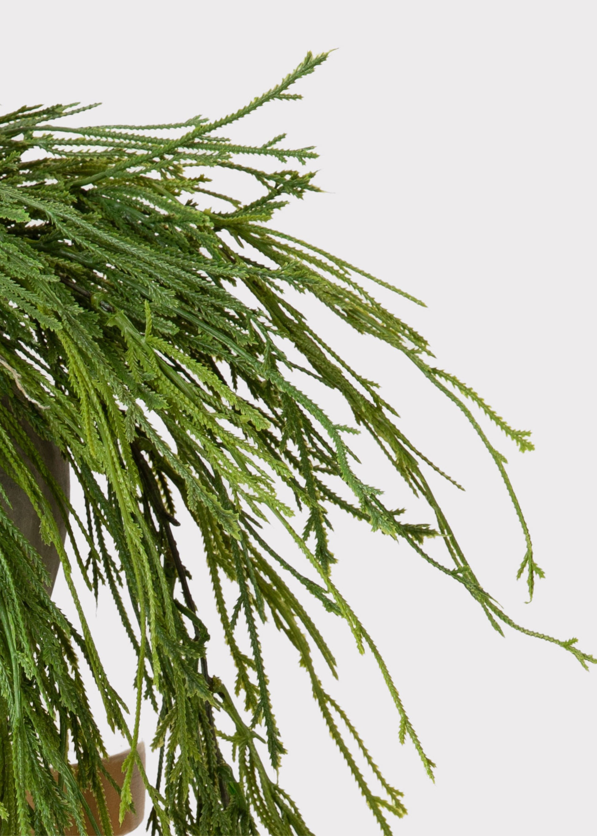 Close-up of Hanging Moss Fern Plant 