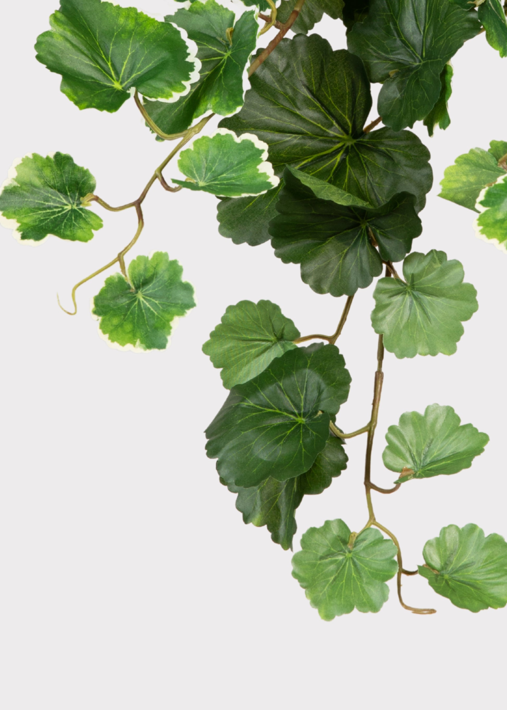 Fake Geranium Leaf Bush