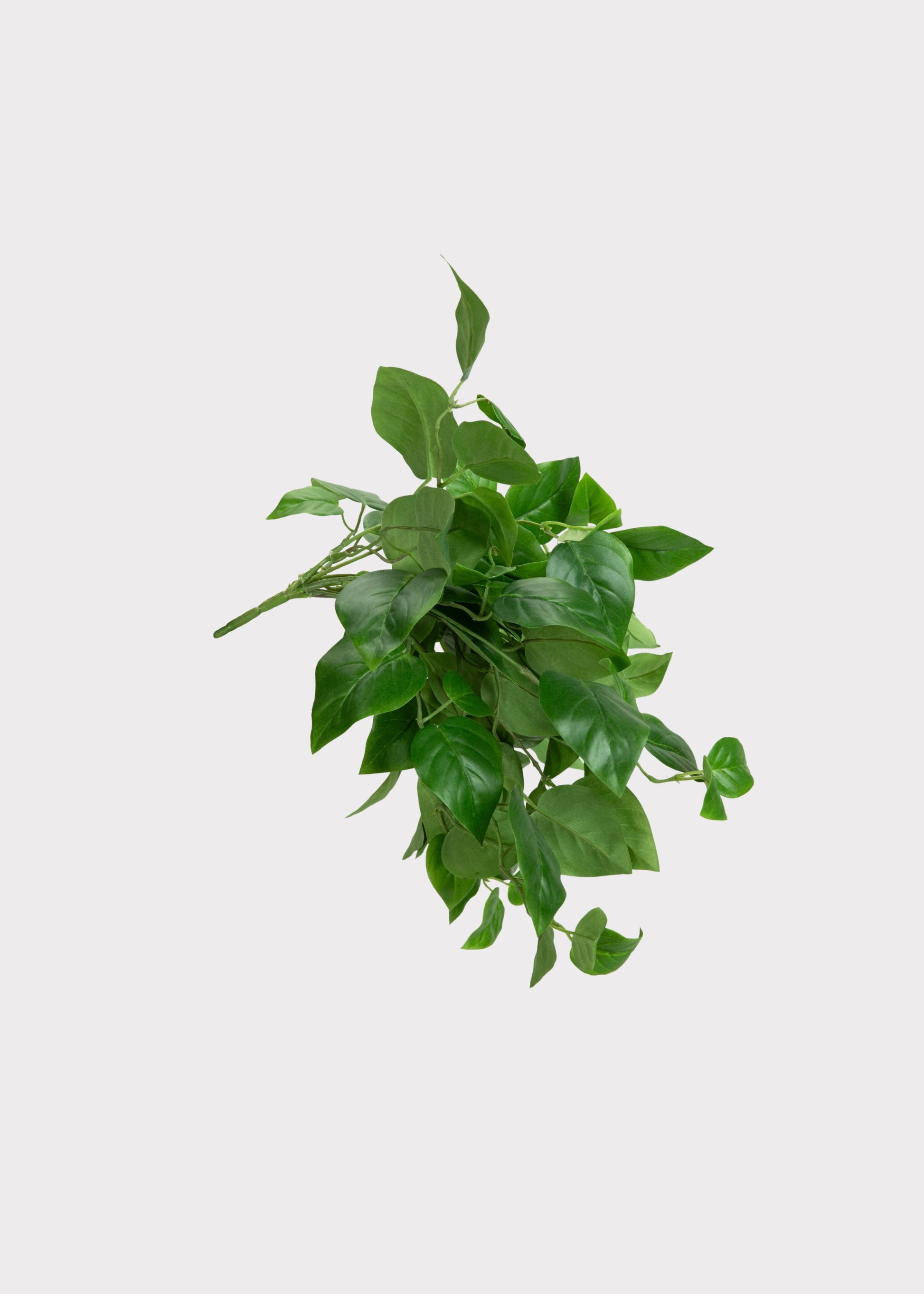 UV Treated Philodendron Plant