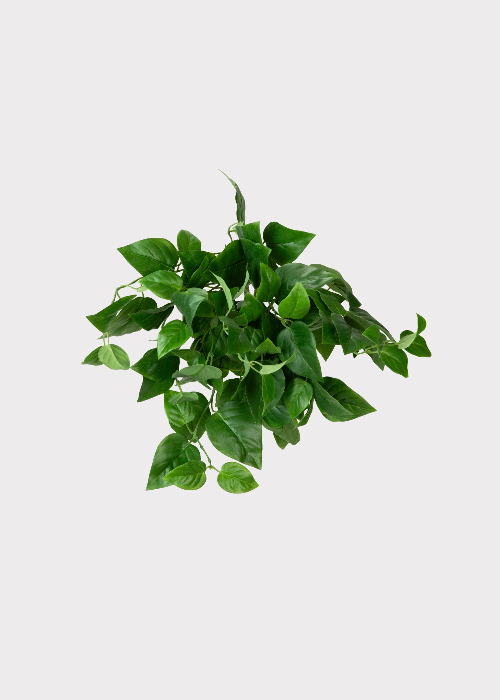 UV Treated Outdoor Hanging Philodendron 