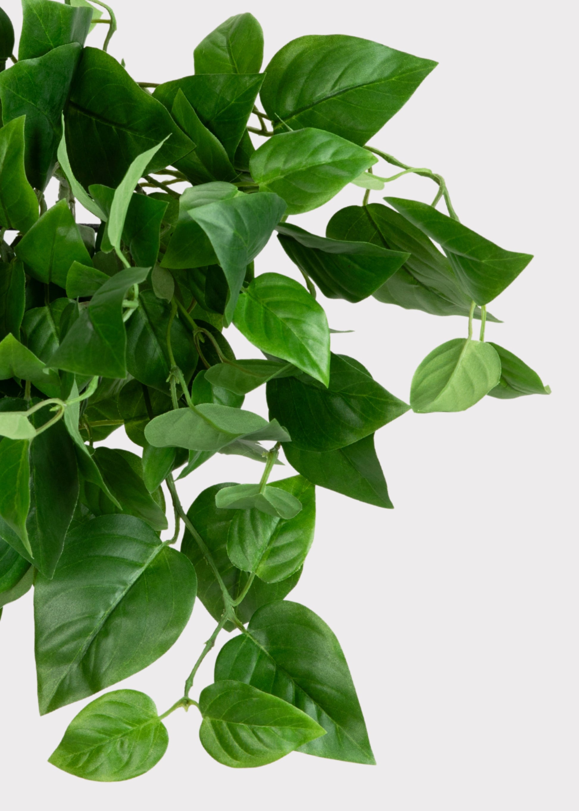 Close-up of a UV Treated Philodendron Plant