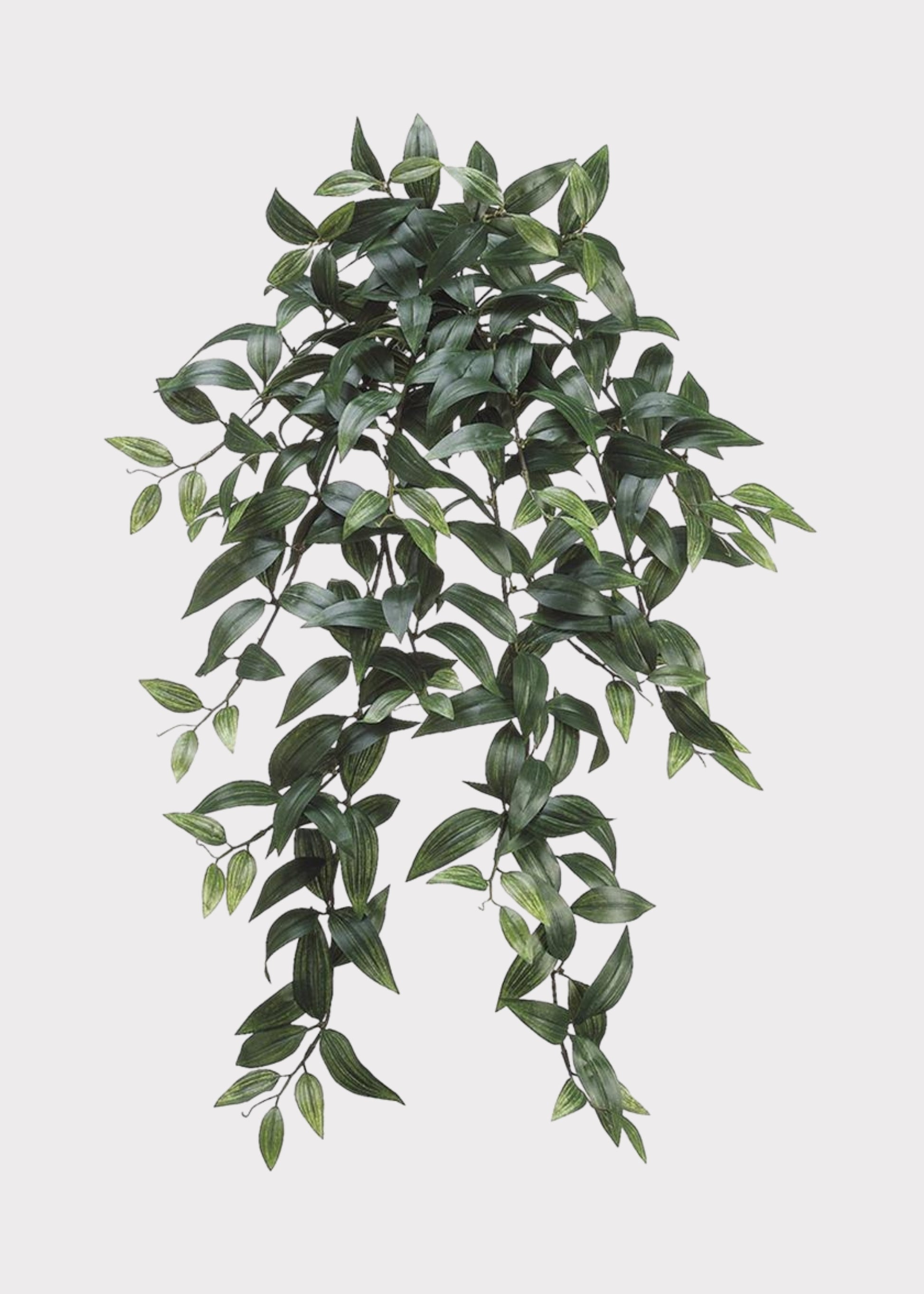Hanging Ruscus Bush