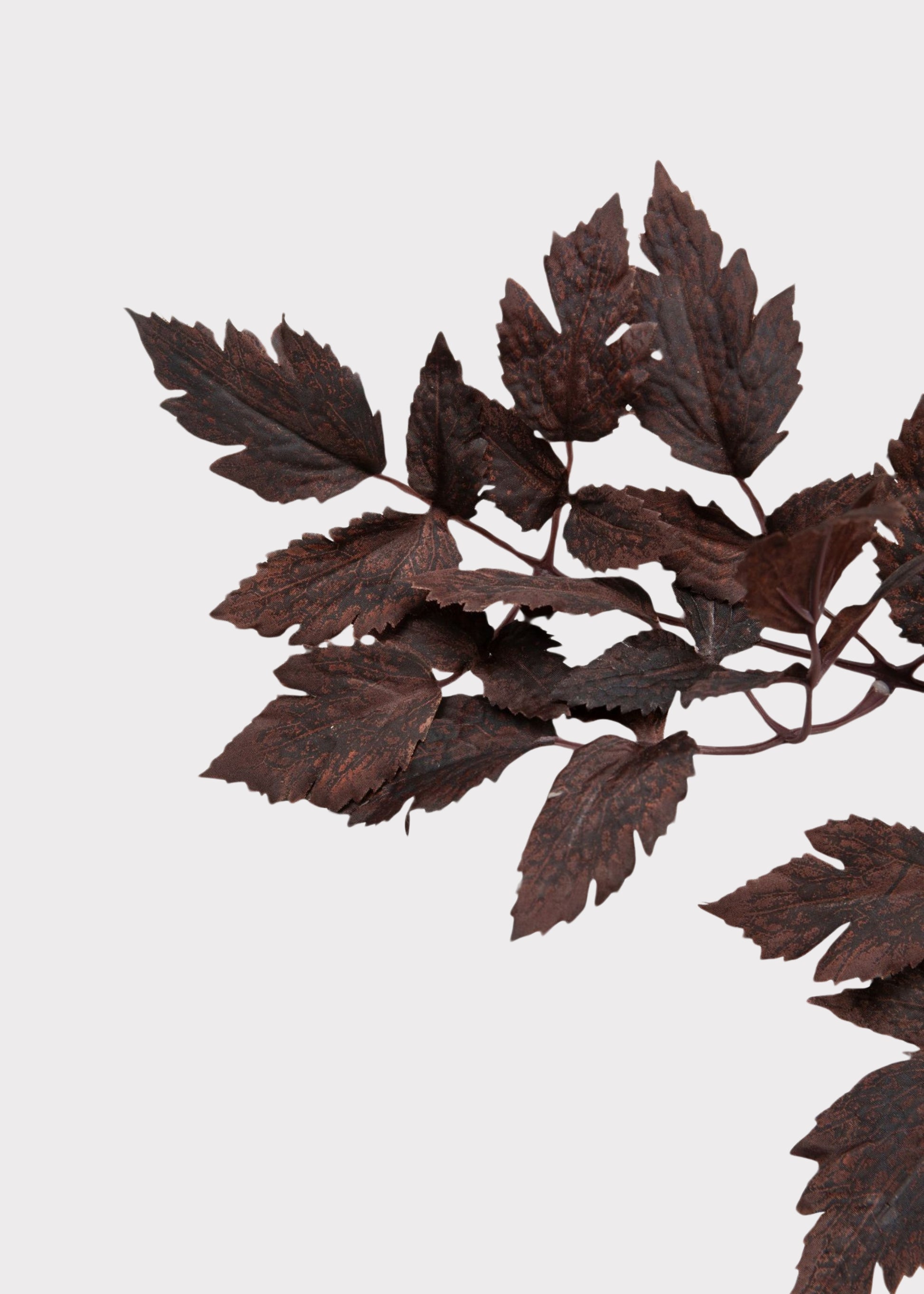 Faux Cimicifuga Leaves