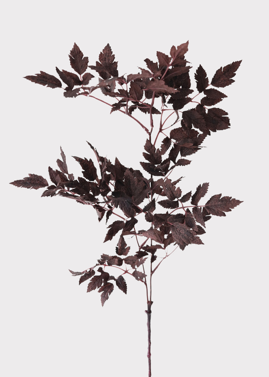 Afloral Cimicifuga Branch