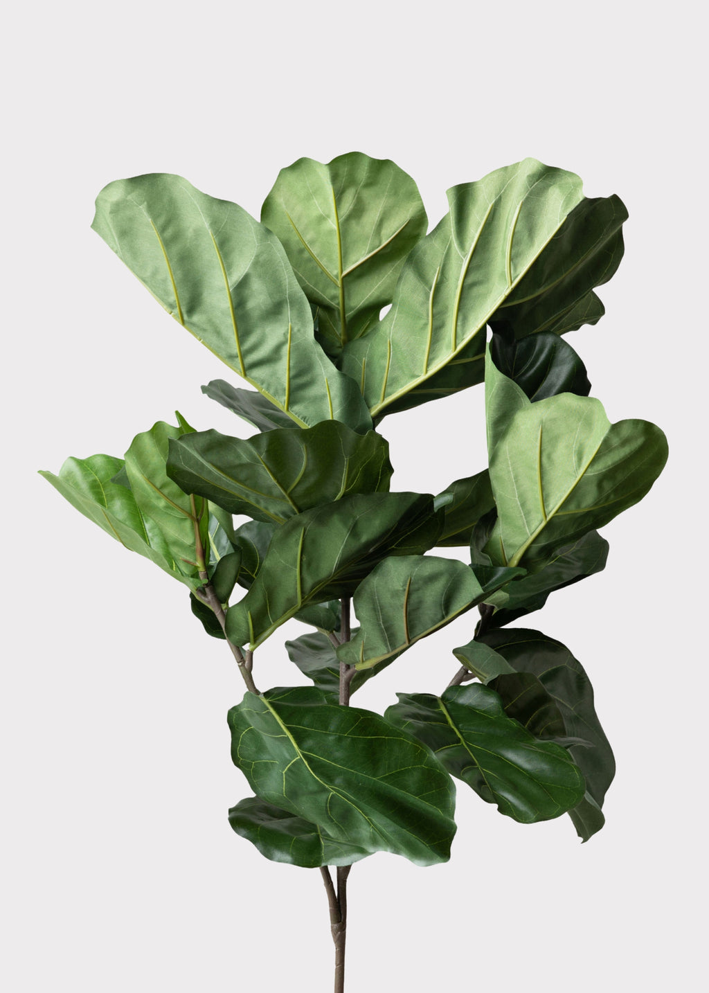 Fiddle leaf fig plant 