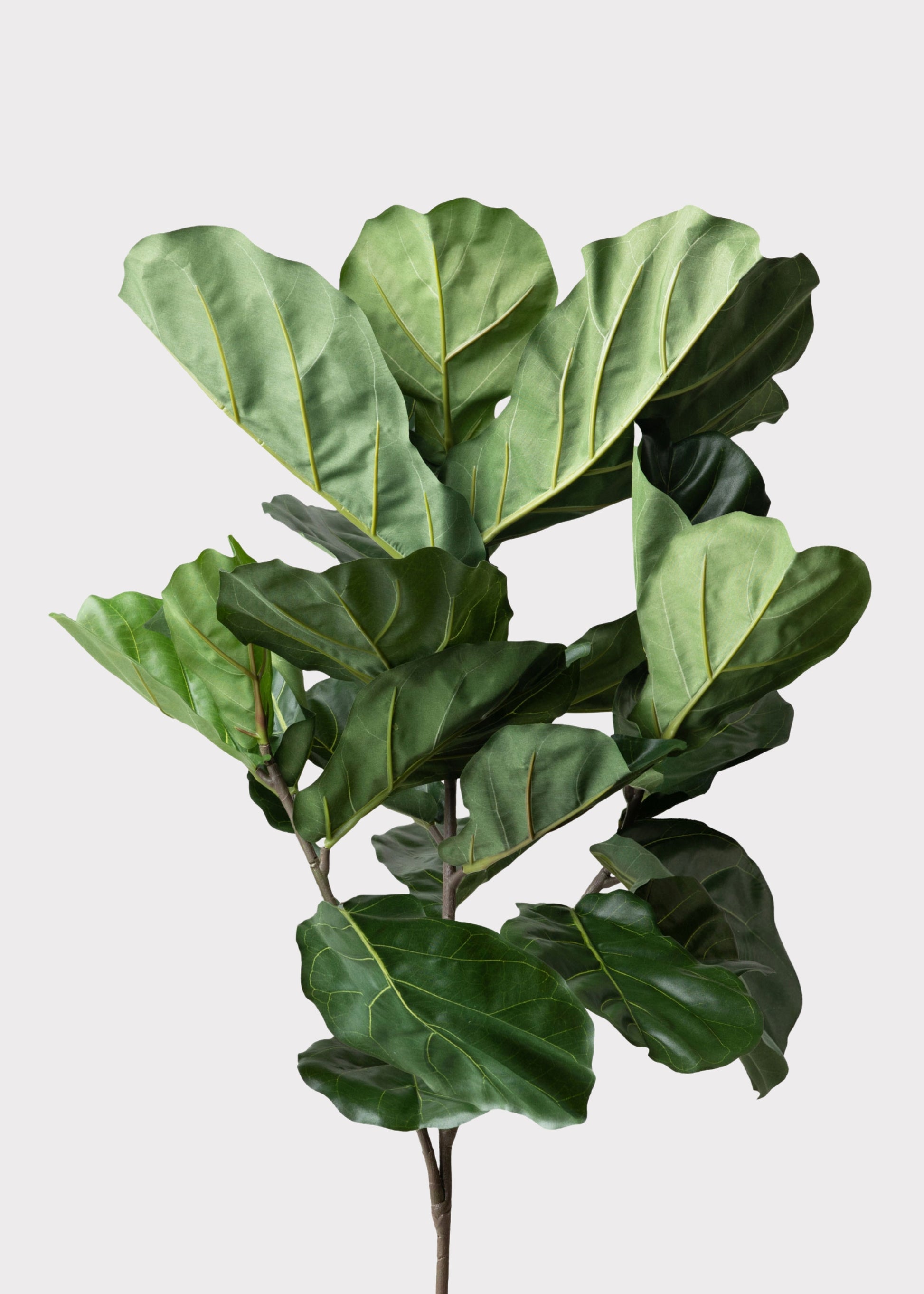 Fiddle leaf fig plant 