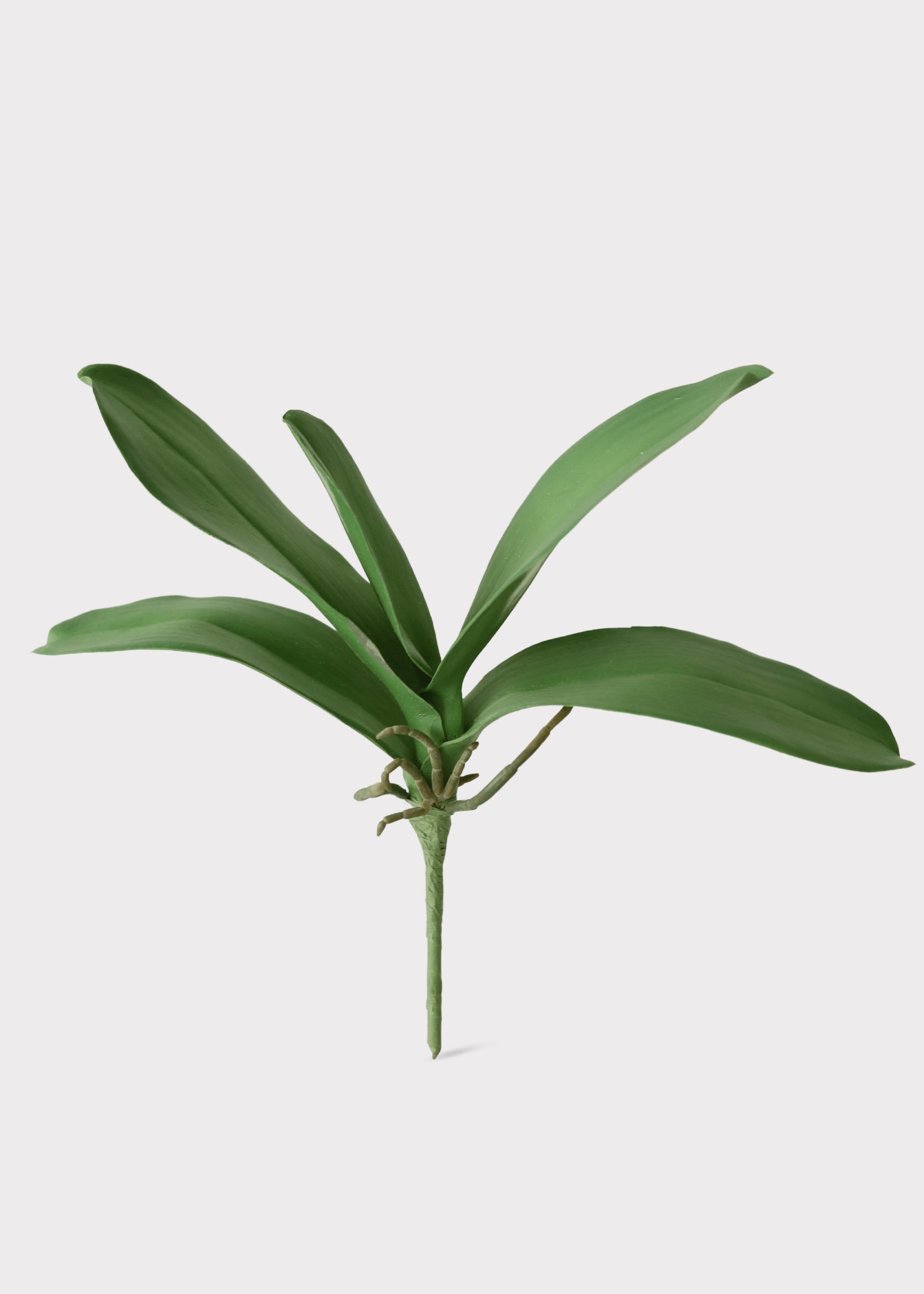 plastic like leaf plant 15" Phalaenopsis Orchid Leaf Plant Green
