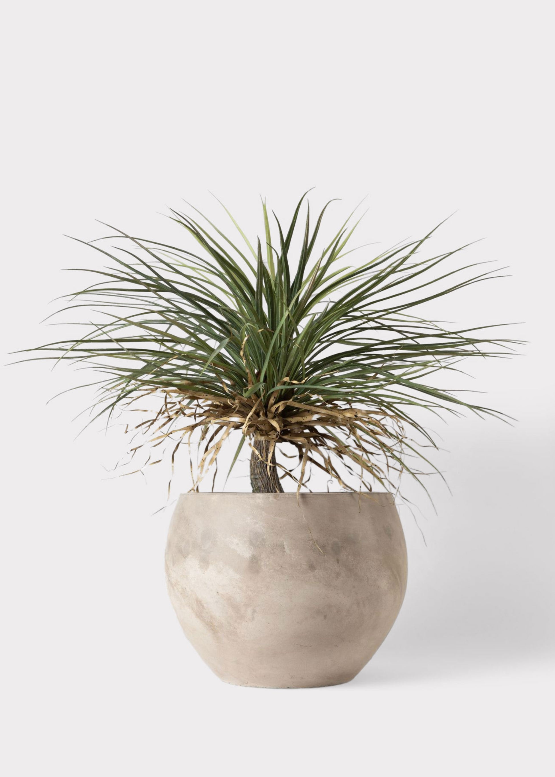 plant pot for palm 39.5" Silk Desert Palm Tree w/Cement Planter -Green